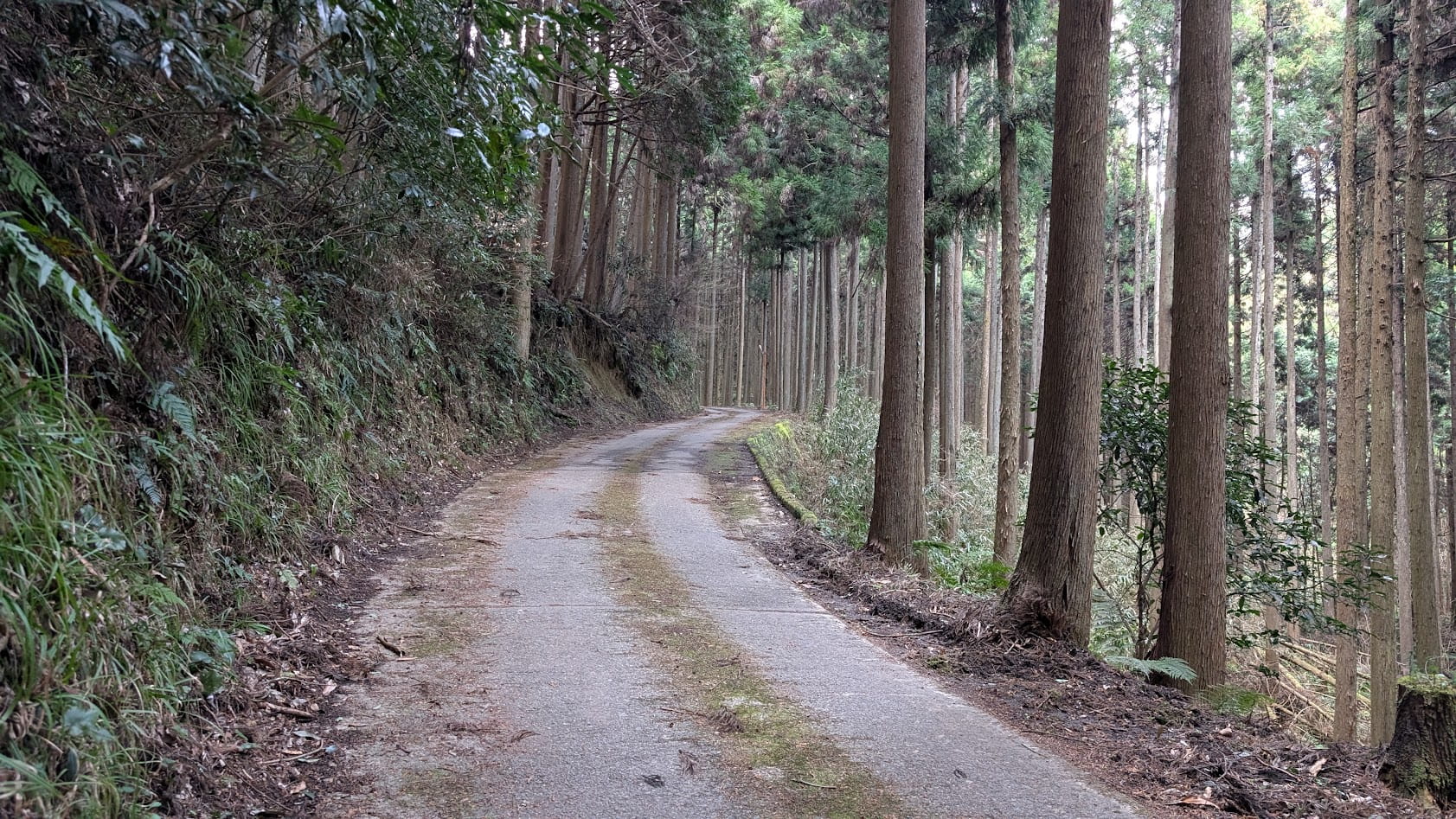 瀧蔵神社へ続く、車1台分ほどの極めて狭い道幅の山道。路肩にガードレールがなく、切り立った斜面が続く険しいアクセスの様子。