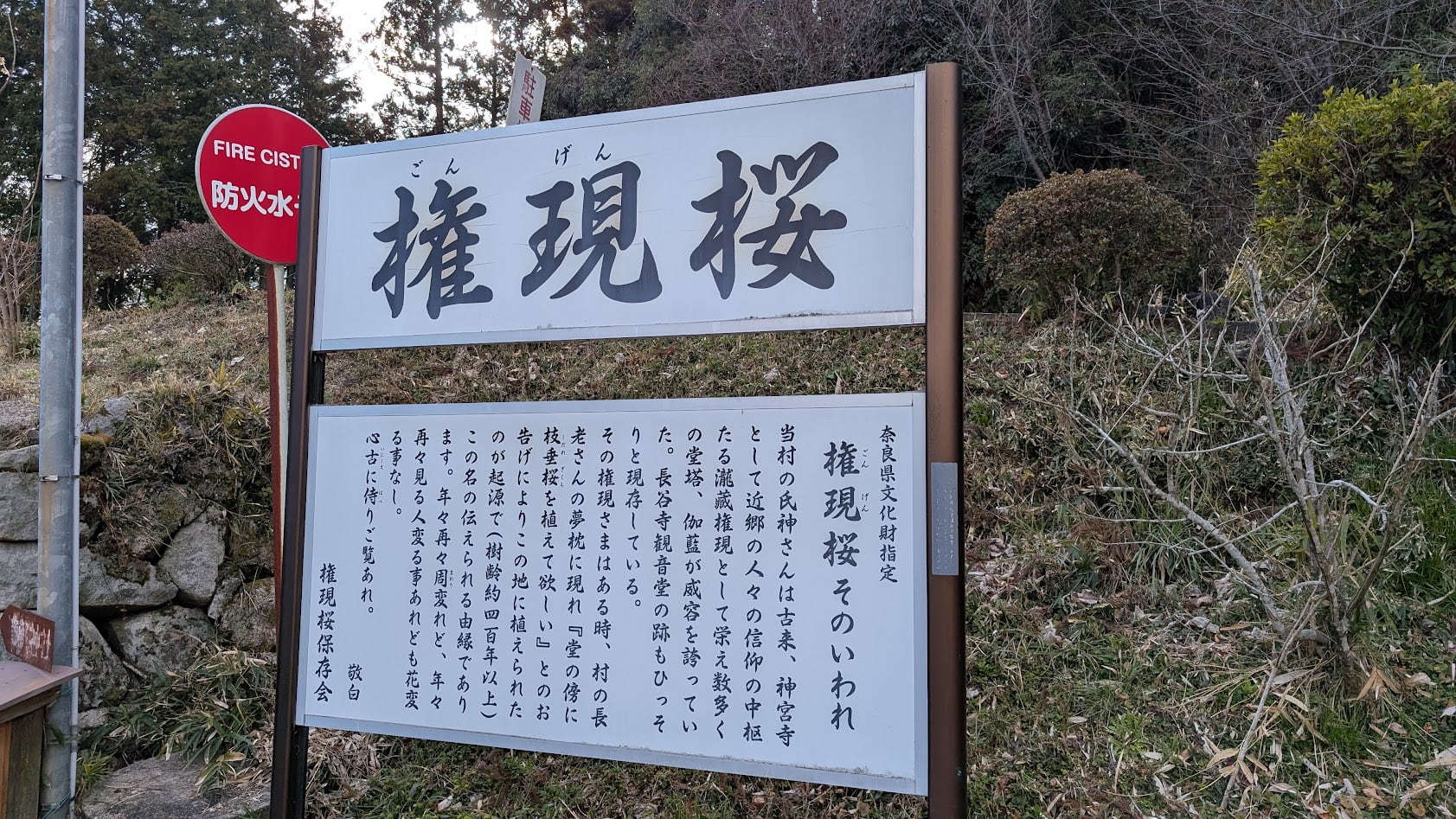 瀧蔵神社の境内にある、県指定天然記念物「権現桜」の由来と伝説について解説された案内板。