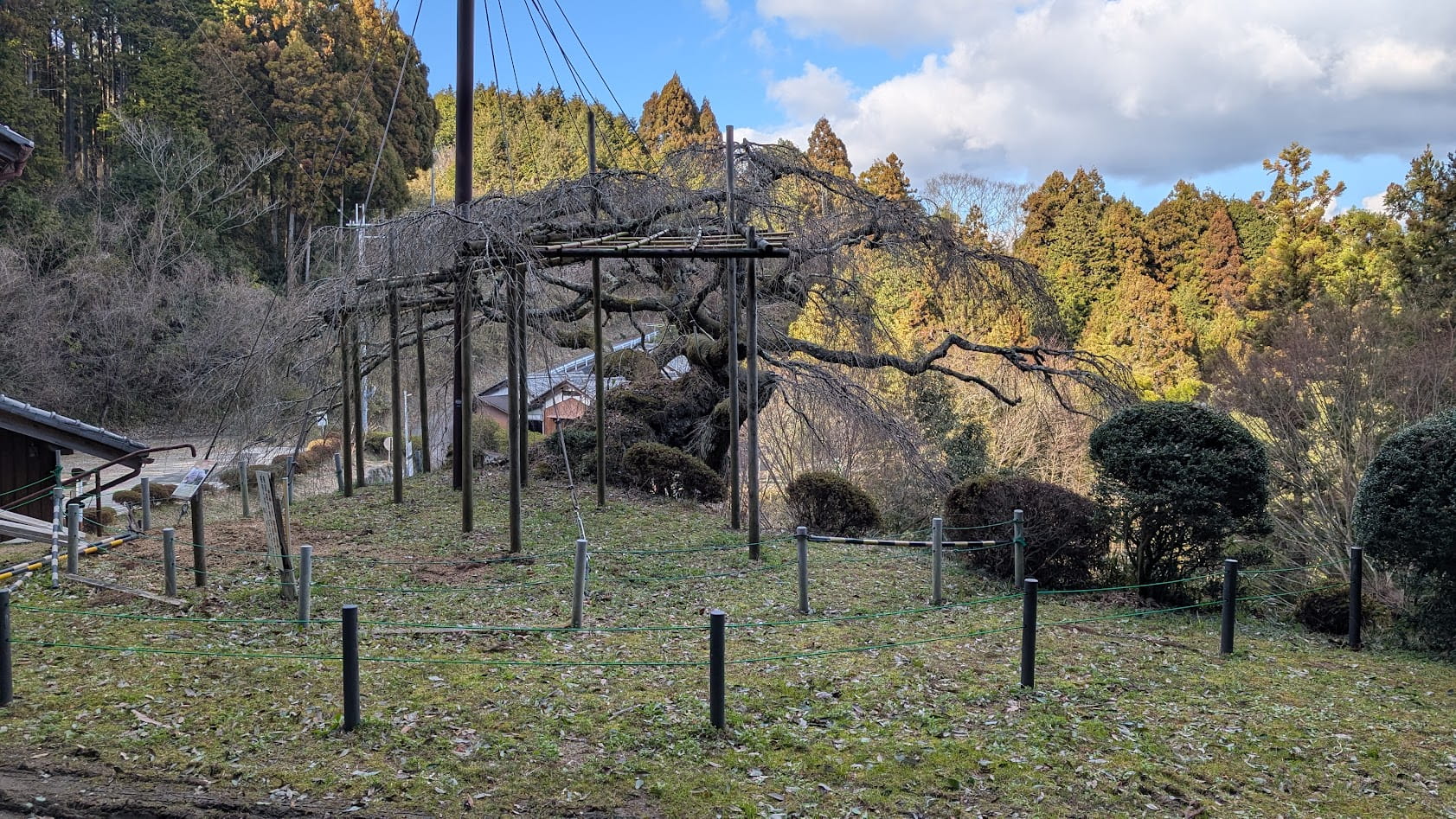 瀧蔵神社の権現桜を上から見下ろした全体景観。複雑にうねり、大地を掴むように広がる巨大な幹と、天に向かって力強く伸びる枝振りの様子。