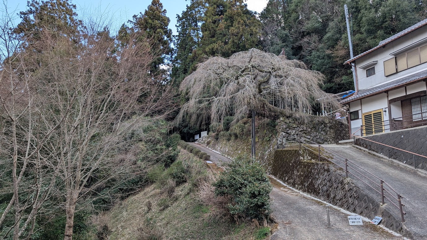 奈良県指定天然記念物、瀧蔵神社の権現桜。冬の青空の下、葉を落とし力強い枝振りをあらわにした巨樹の全体像。