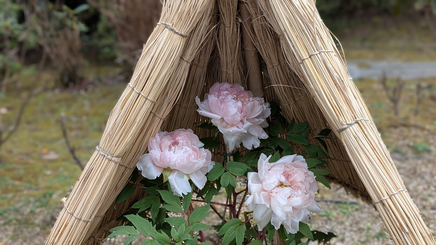 奈良 當麻寺(たいまでら)奥院の浄土庭園に咲く寒牡丹。わら囲い(わらぼっち)の中で大切に育てられた、白に薄いピンクが混じる可憐な牡丹の花