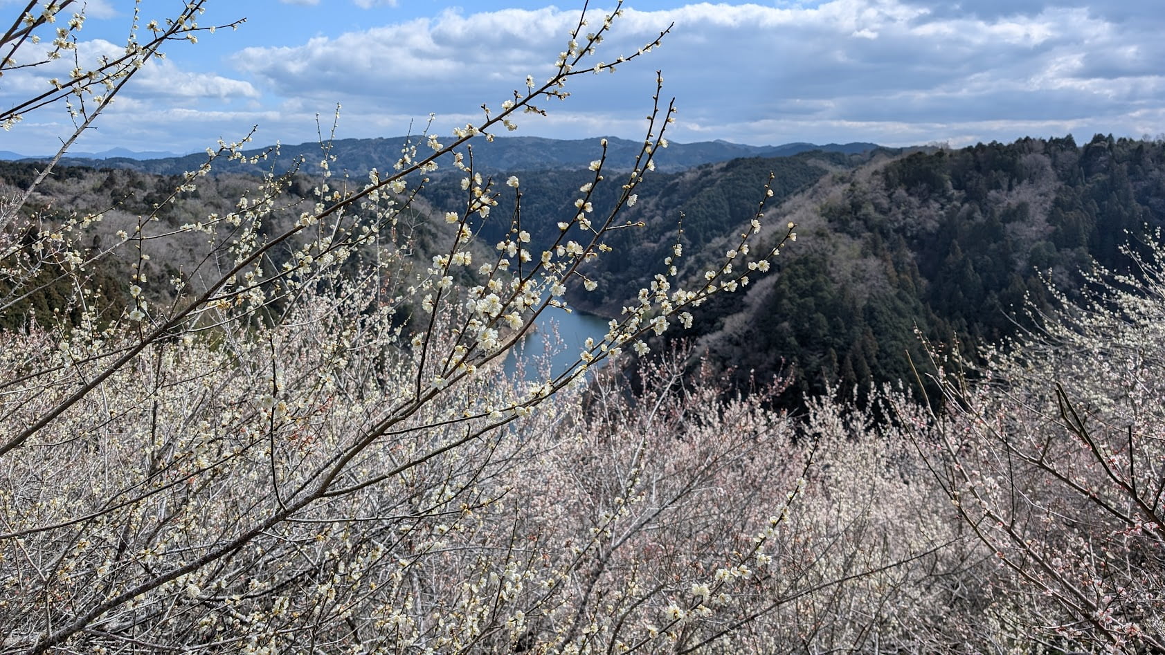奈良県・月ヶ瀬梅林の「一目八景」。満開の梅の花越しに見下ろす、五月川の渓谷美。
