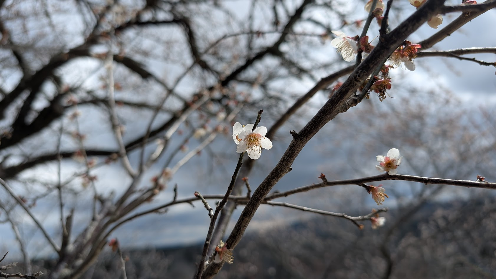 奈良県・月ヶ瀬梅林。推定樹齢200年の名木「城州白」の可憐で気品ある白い花のアップ。