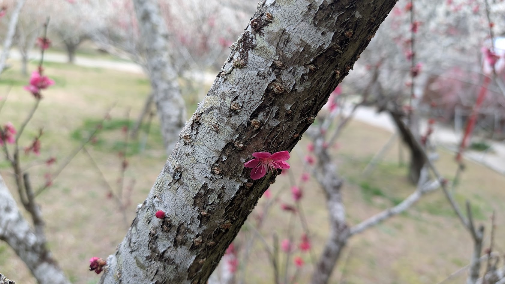 奈良県・月ヶ瀬梅林公園。寒紅梅の古い幹から直接、鮮やかな赤い花が咲き誇る「胴吹き」の様子。