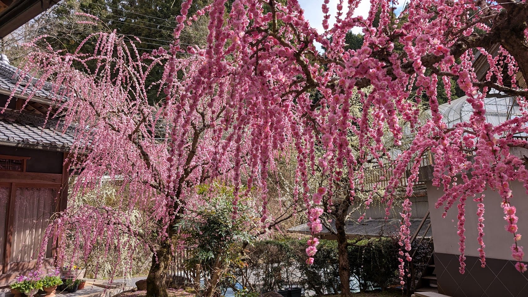 奈良県・月ヶ瀬梅林。小谷商店の敷地内にそびえ立つ、見事な枝ぶりの巨大な枝垂れ梅の全景。