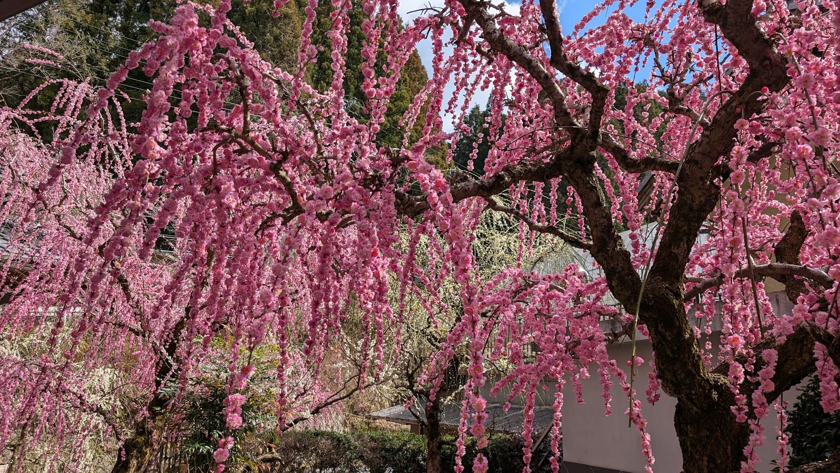 奈良県・月ヶ瀬梅林にある小谷商店の店内に咲く、巨大な枝垂れ梅（樹齢百数十年）の華やかで密な花のアップ写真。