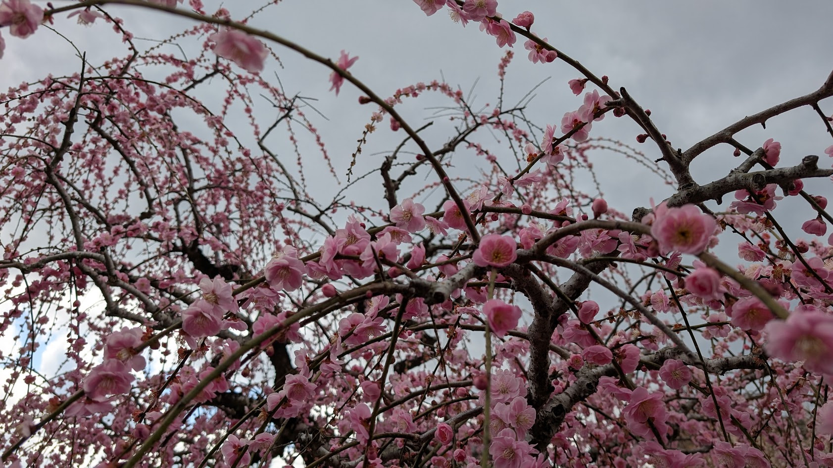 奈良県・月ヶ瀬梅林。鮮やかな桃色が美しい呉服枝垂れ（くれはしだれ）の梅の花のアップ写真。