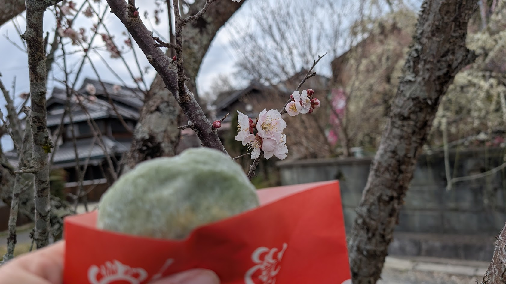 奈良県・月ヶ瀬梅林の名物、よもぎの香り豊かな草餅。背景には梅の花が広がる。