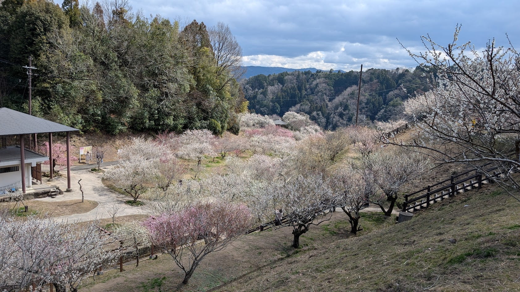 奈良県・月ヶ瀬梅林公園の高台から見下ろす、斜面一面に咲き誇る満開の梅の花と公園の全景。