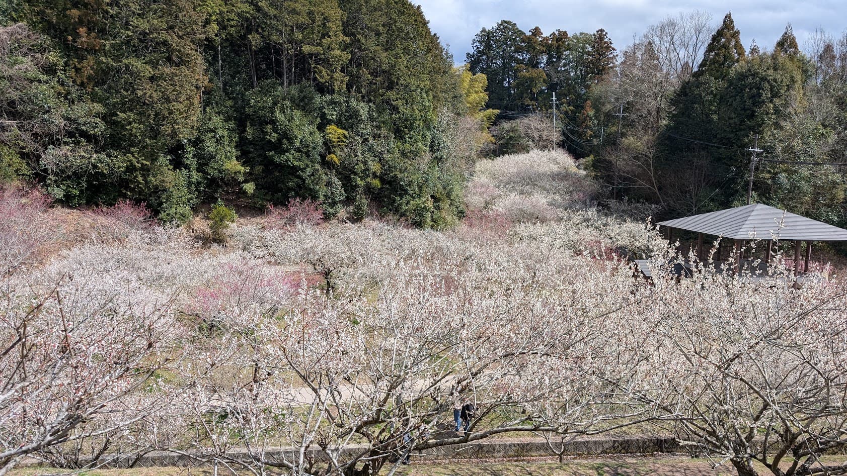 奈良県・月ヶ瀬梅林公園内、満開の梅の花が斜面一面を覆い尽くす圧巻の全景。