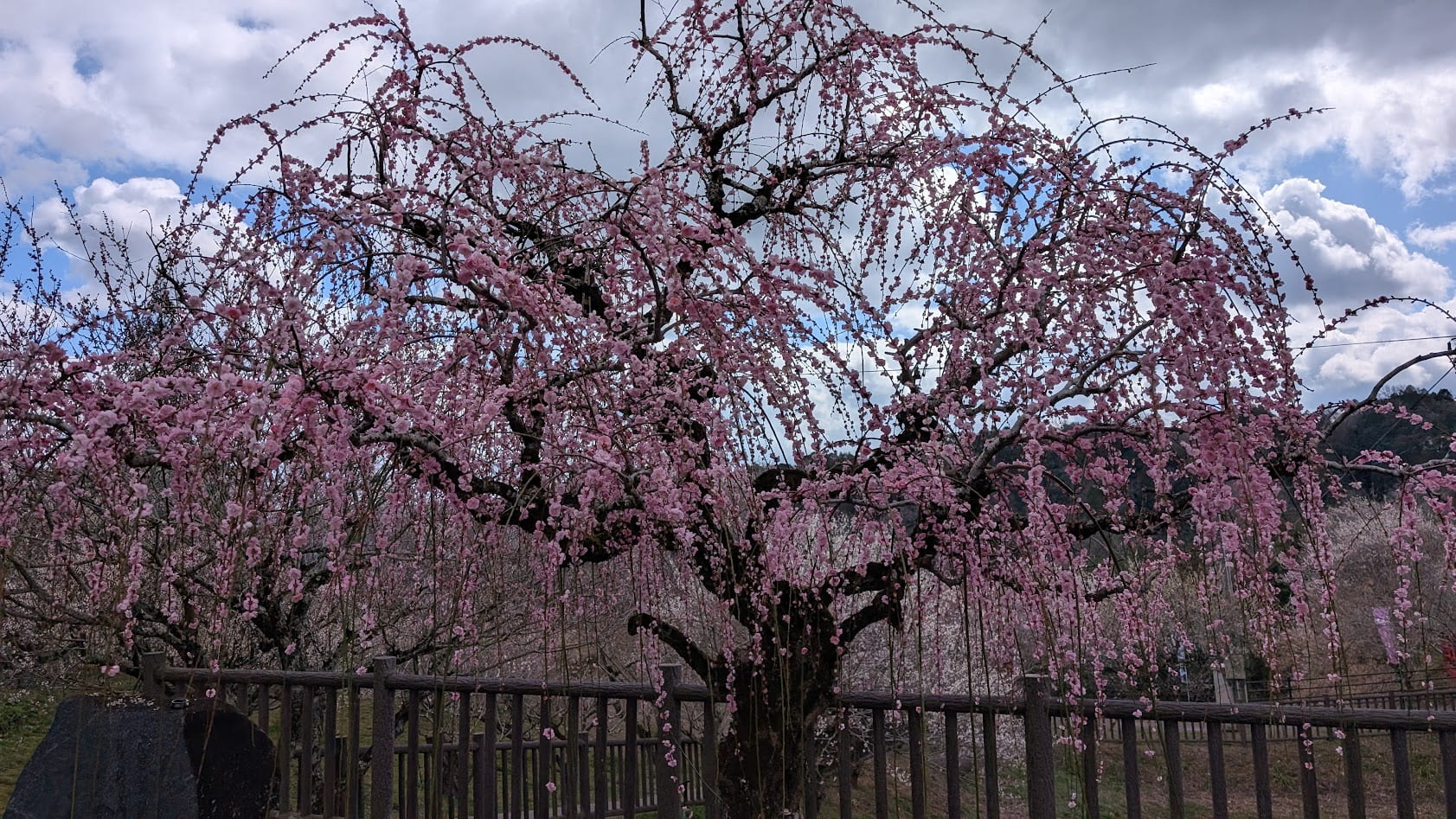 奈良県・月ヶ瀬梅林公園の南口付近に咲く、鮮やかなピンク色が特徴の「呉服枝垂れ（くれはしだれ）」梅。