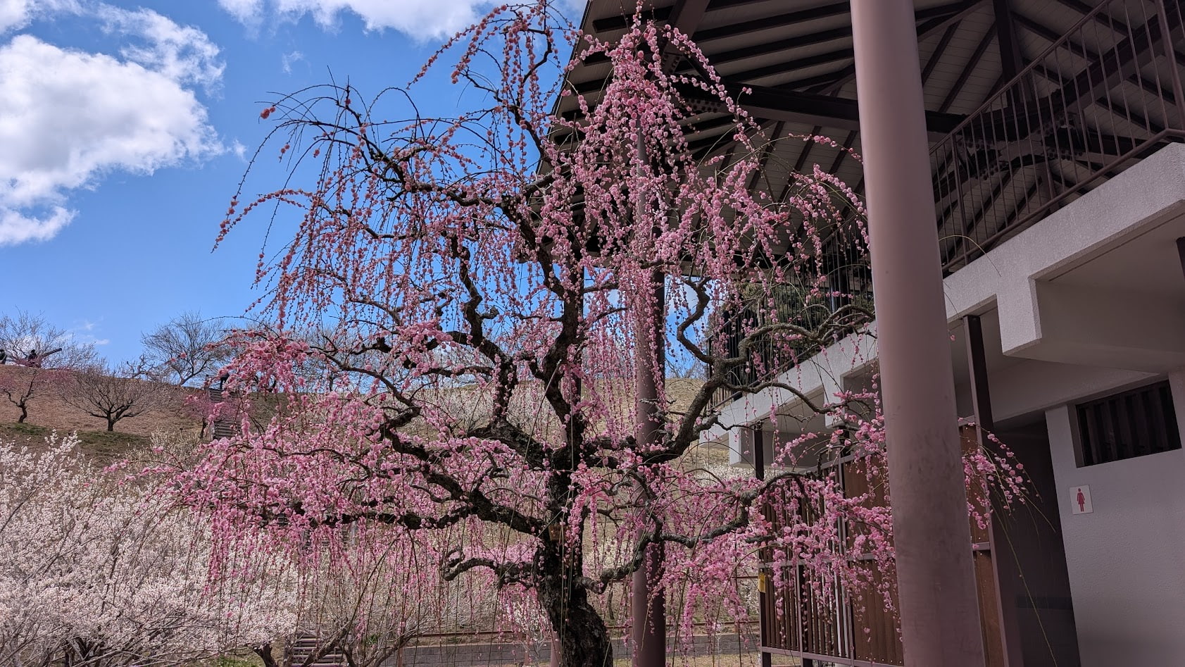 奈良県・月ヶ瀬梅林公園内のトイレ前に咲く、非常に形の整った美しい枝垂れ梅。
