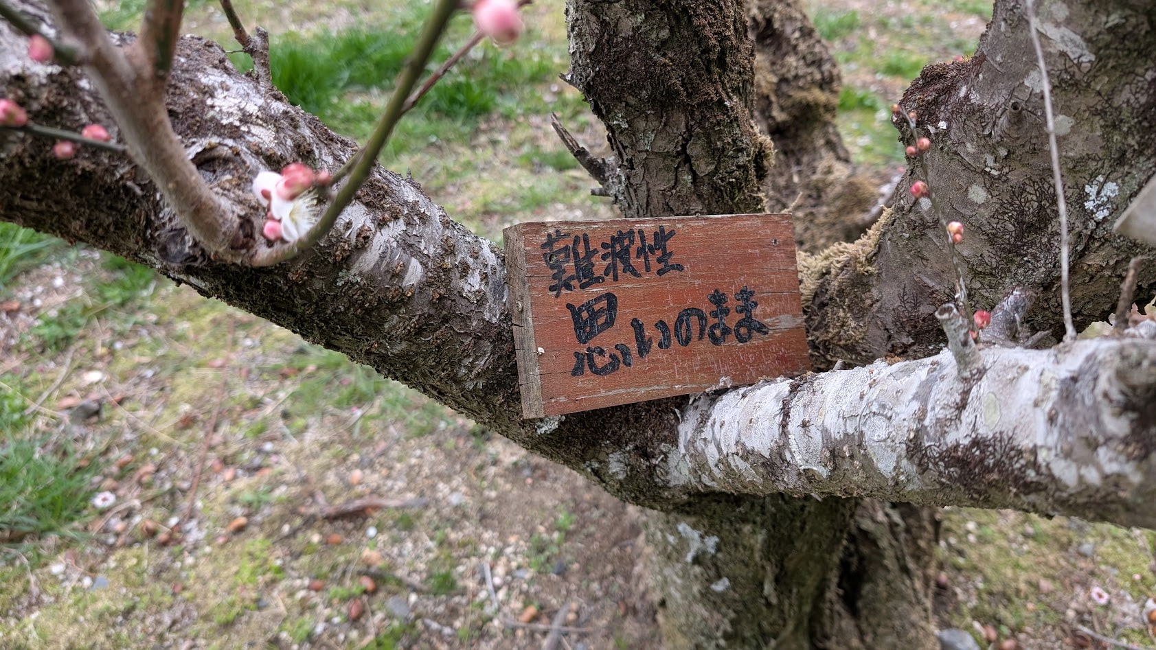 奈良県・月ヶ瀬梅林にある梅の品種紹介の名札。「難波性（なにわしょう）」や「思いのまま」の梅の特徴を伝える案内板。