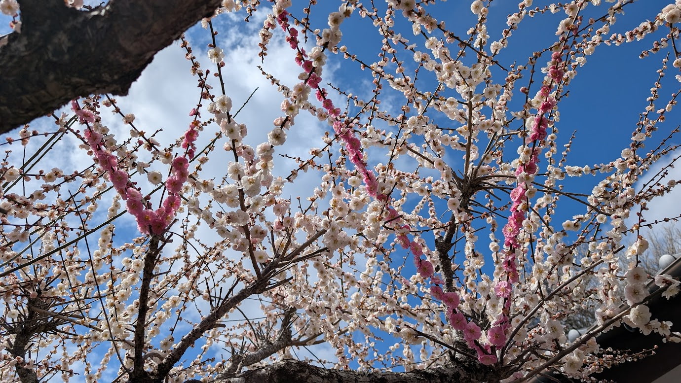 奈良県・月ヶ瀬梅林で見つけた、白い花の中にピンクの花がV字型に混じって咲く珍しい梅の木（源平咲き）。
