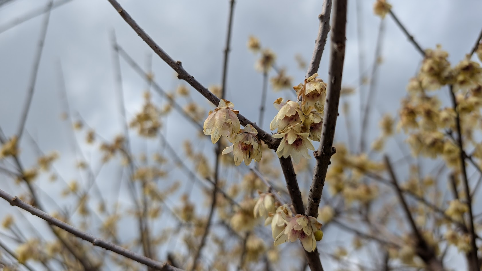 奈良県・月ヶ瀬梅林。駐車場から中心部へ向かう道沿いに咲く、透き通るような黄色い蝋梅（ロウバイ）の花。