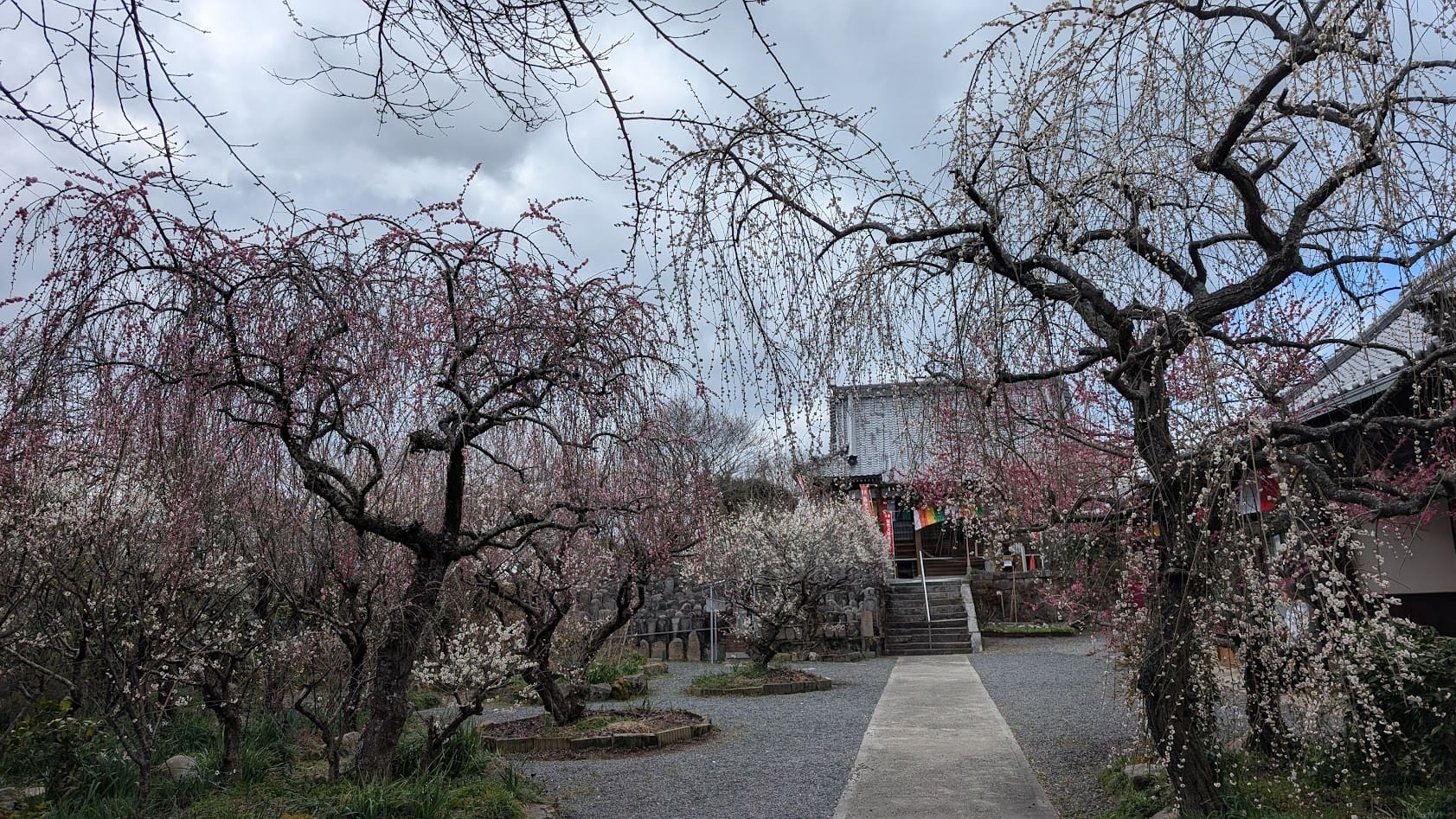 奈良県・月ヶ瀬梅林。真福寺の本堂と、その横に美しく咲き誇る満開のしだれ梅の全景。