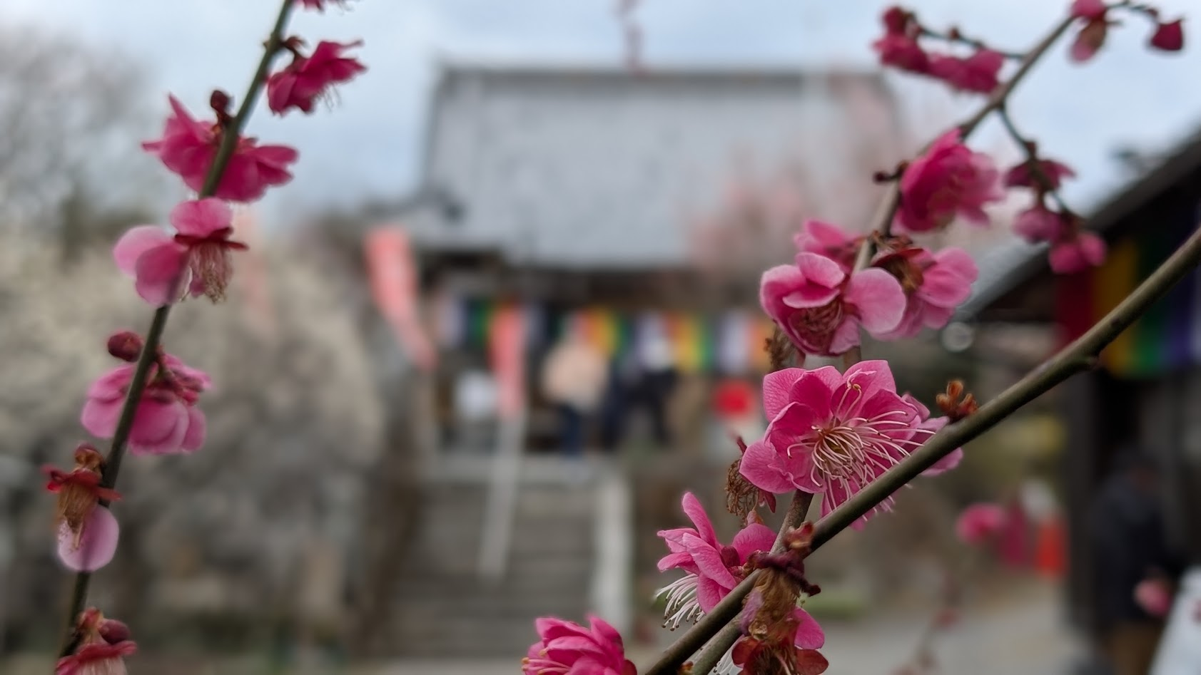 奈良県・月ヶ瀬の真福寺。本堂を背景に、赤ピンクの梅の花をアップで捉えたポートレート撮影画像。