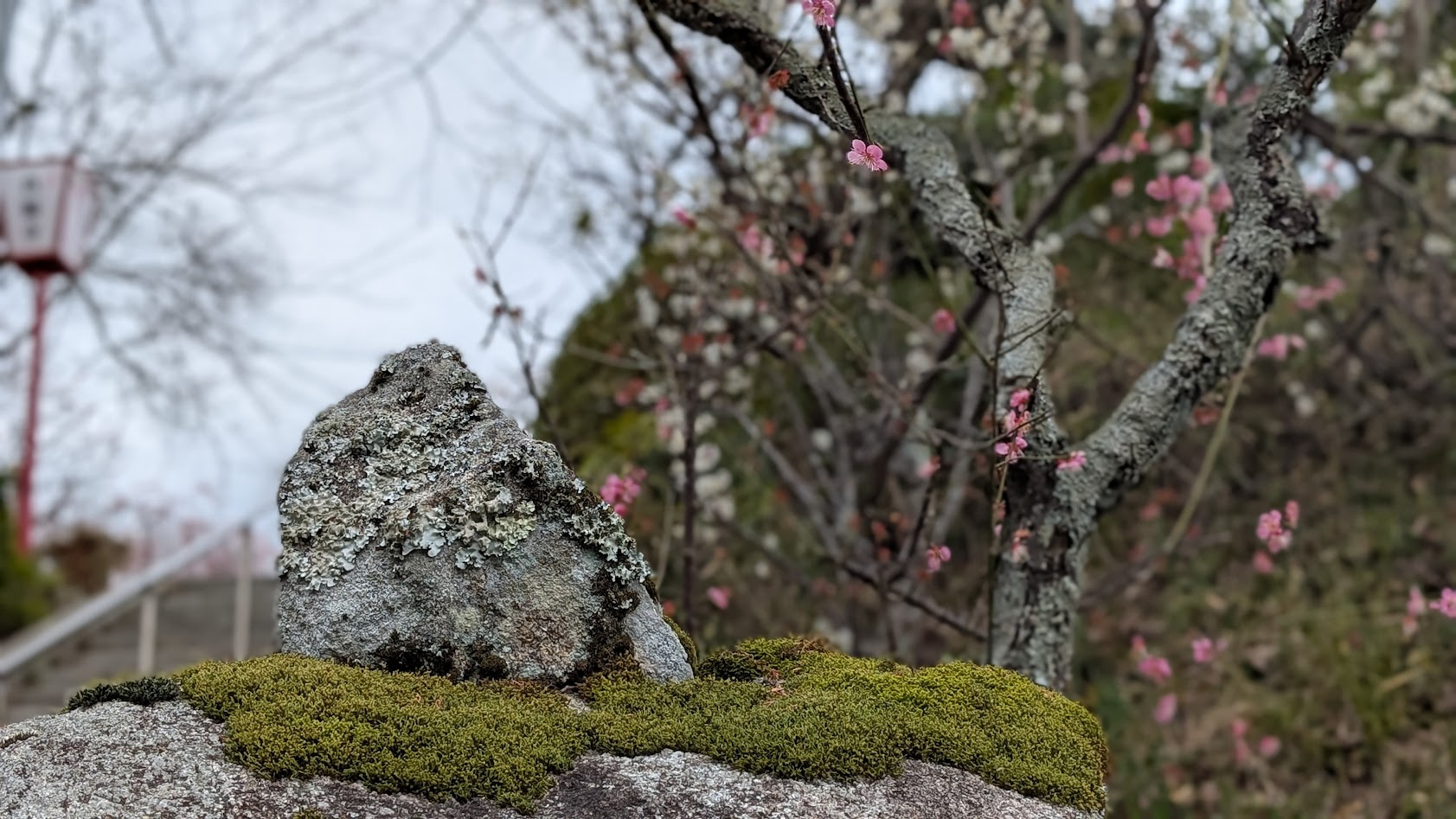 奈良県・月ヶ瀬の真福寺。苔むした石燈籠の傍らで咲き誇る梅の花。静寂な境内の風景。