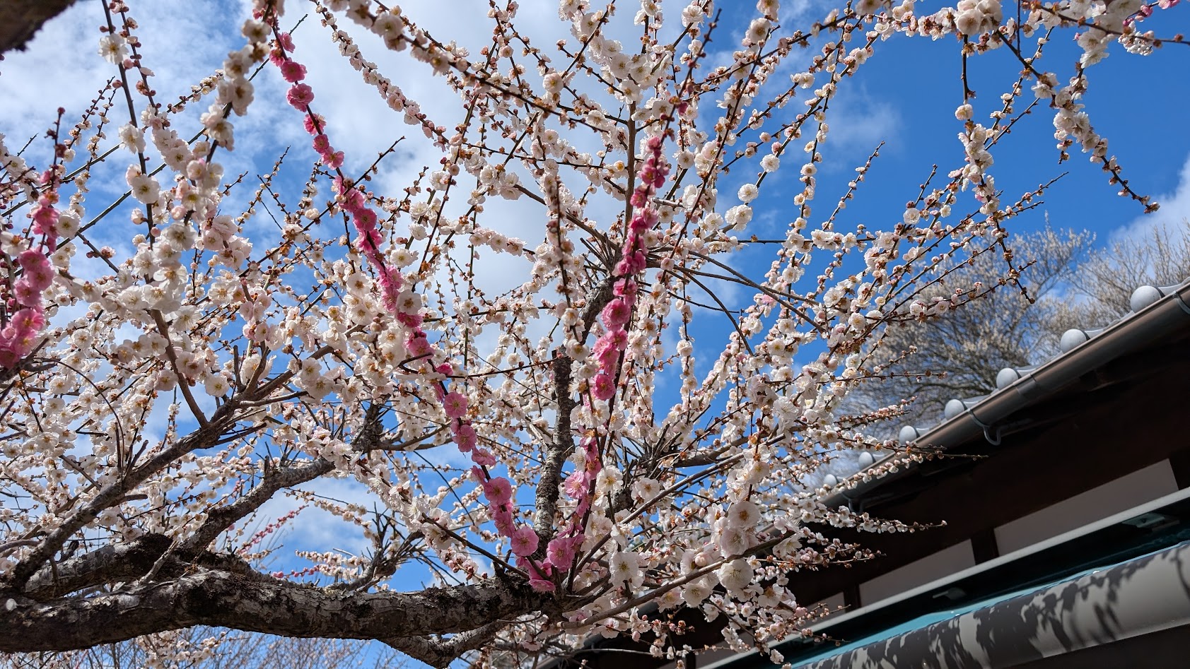 奈良県・月ヶ瀬梅林で見つけた、一本の木から鮮やかなピンク色の枝がV字型に美しく伸びる源平咲き梅の花のアップ。