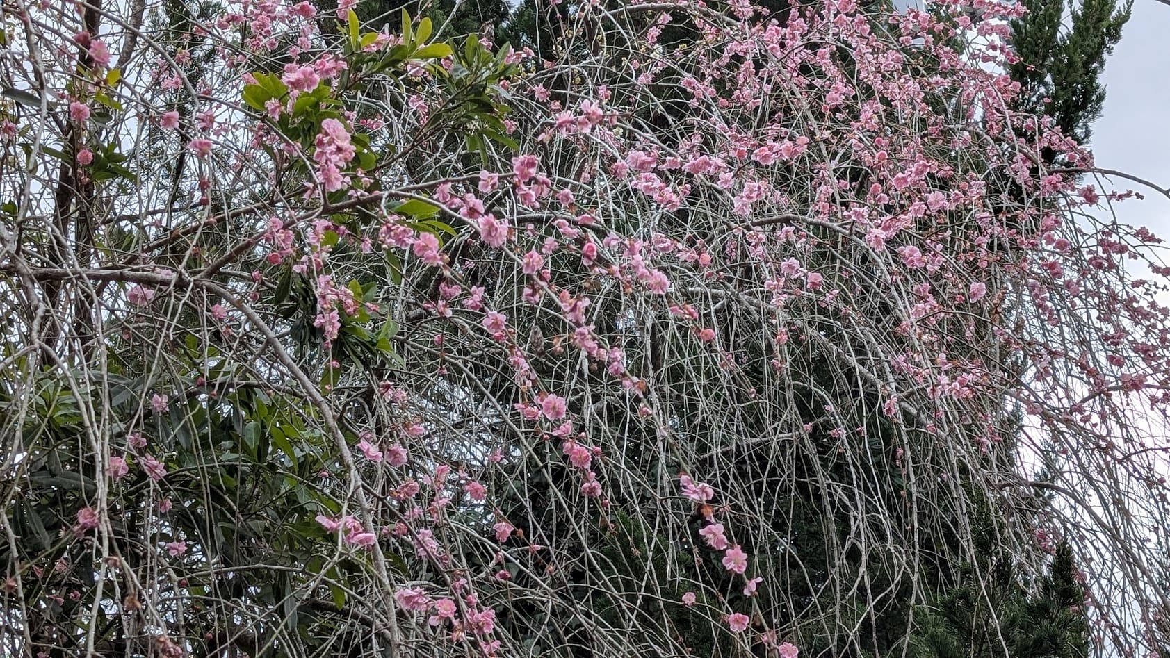奈良県・月ヶ瀬梅林。駐車場から中心部へ続く道沿いに咲く、見事な枝ぶりのしだれ梅。