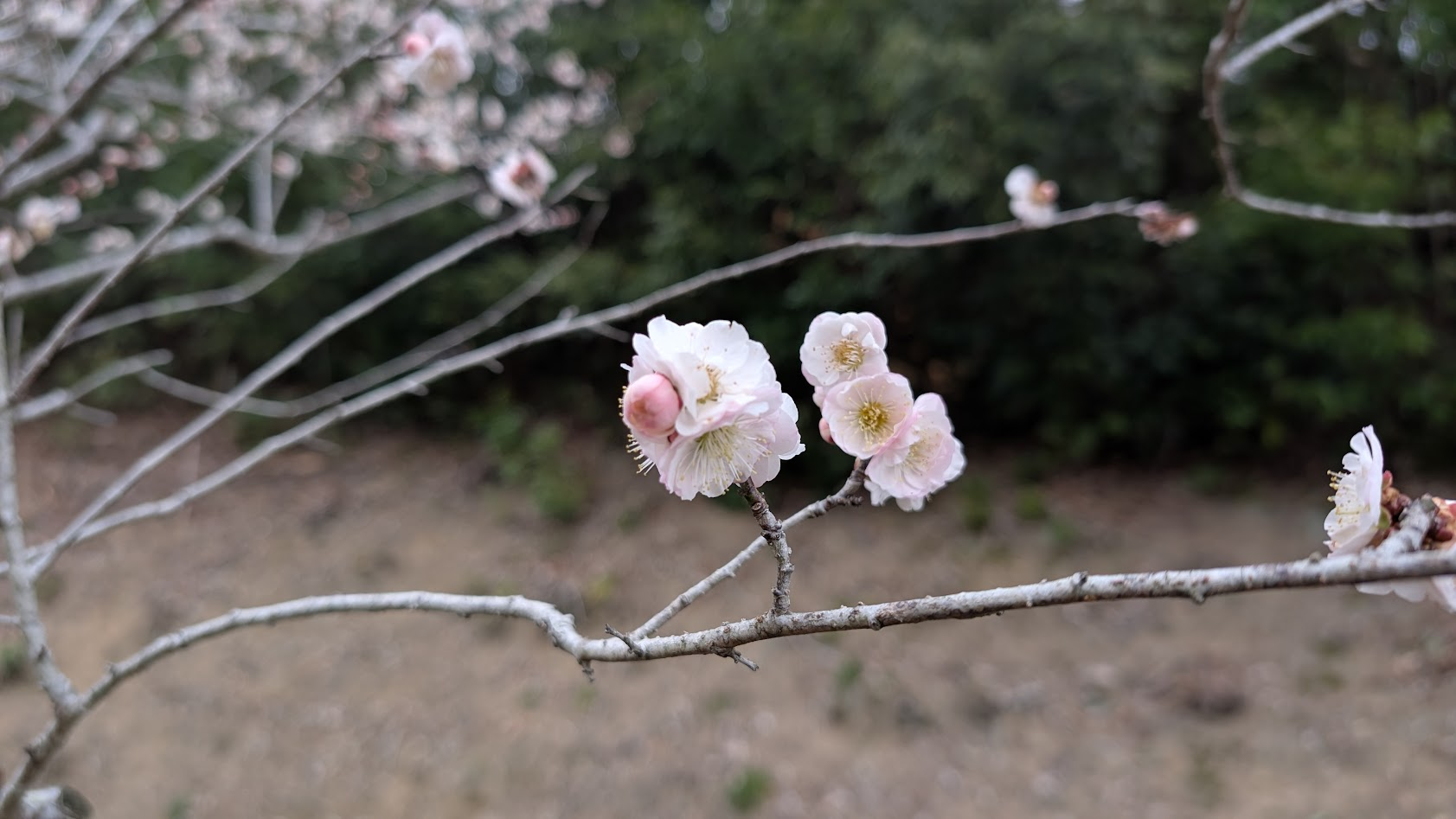 奈良県・月ヶ瀬梅林公園内。白い梅の花びらが重なり合うように密に咲く、清らかな白梅のアップ写真。