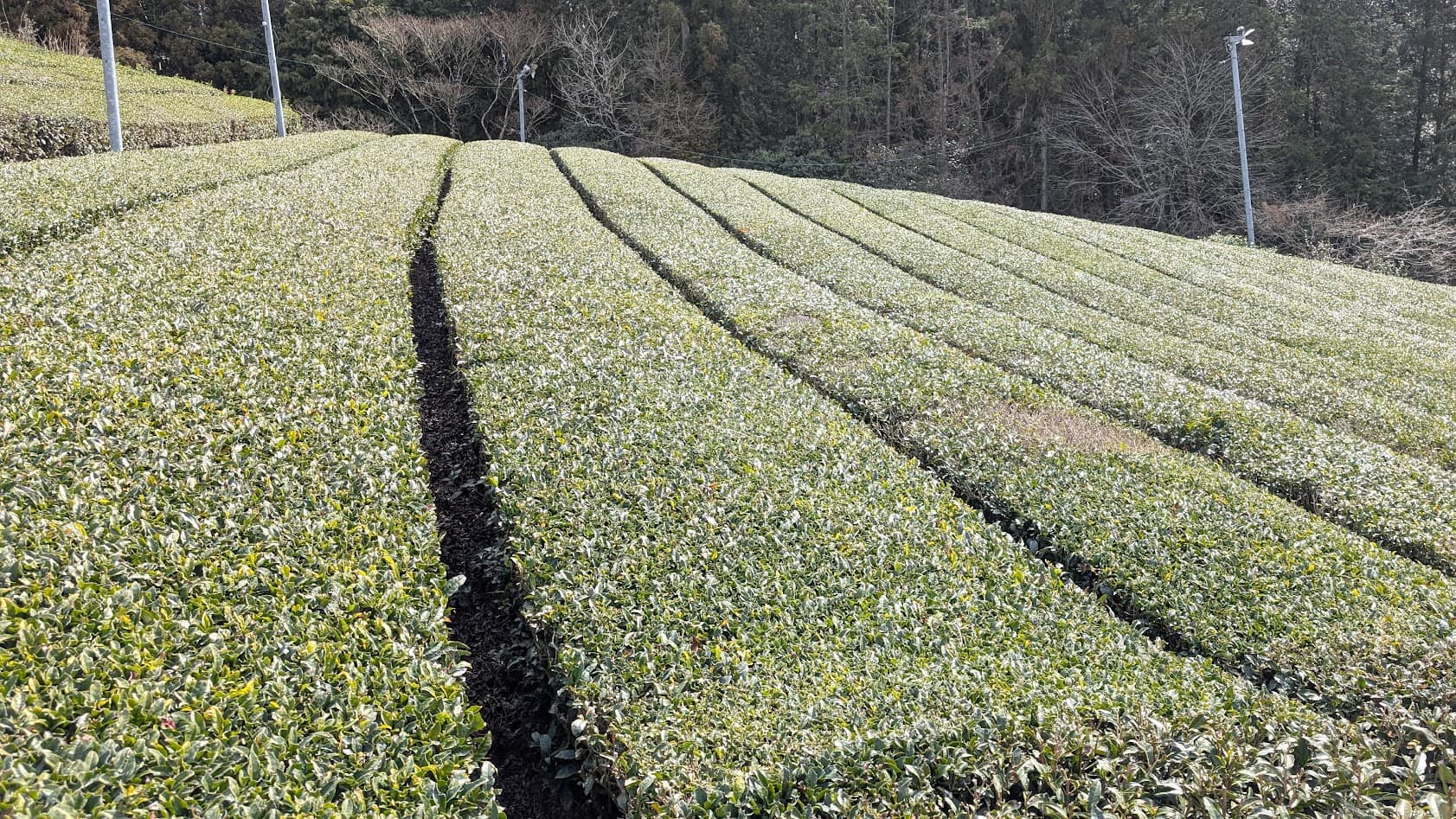 奈良県・月ヶ瀬梅林へ向かう遊歩道の脇に広がる、美しく手入れされた大和茶の茶畑。