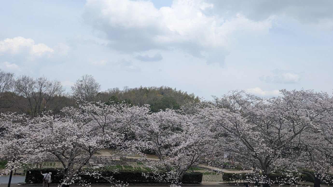 奈良県広陵町の馬見丘陵公園「古墳の丘」付近。画面いっぱいに満開のソメイヨシノが広がり、遠くの木々や空を背景にしたパノラマのような春の風景（2026年3月30日撮影）。