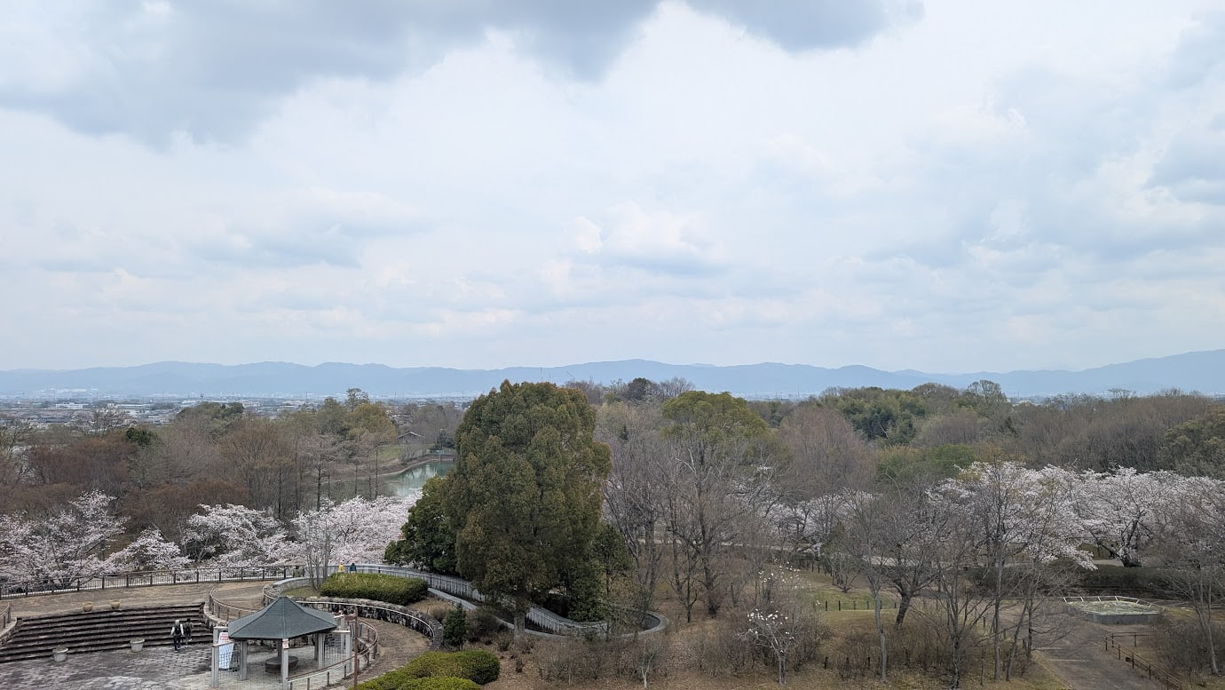 奈良県広陵町の馬見丘陵公園「ナガレ山古墳」付近。画面いっぱいに満開のソメイヨシノが広がり、遠くの木々や空を背景にしたパノラマのような春の風景（2026年3月30日撮影）。