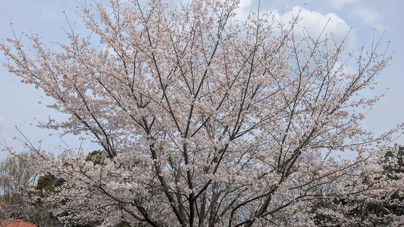 奈良県広陵町の馬見丘陵公園。青空の下で満開を迎えた一本のソメイヨシノ。枝いっぱいに淡いピンクの花が咲き誇り、春の陽光に照らされている風景。