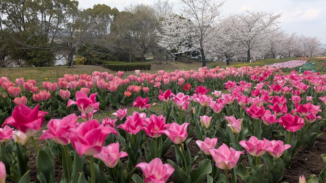 奈良県広陵町の馬見丘陵公園「集いの丘」付近。手前には満開の濃淡ピンクのチューリップ畑が広がり、背景には満開のソメイヨシノが並ぶ、春爛漫の風景。