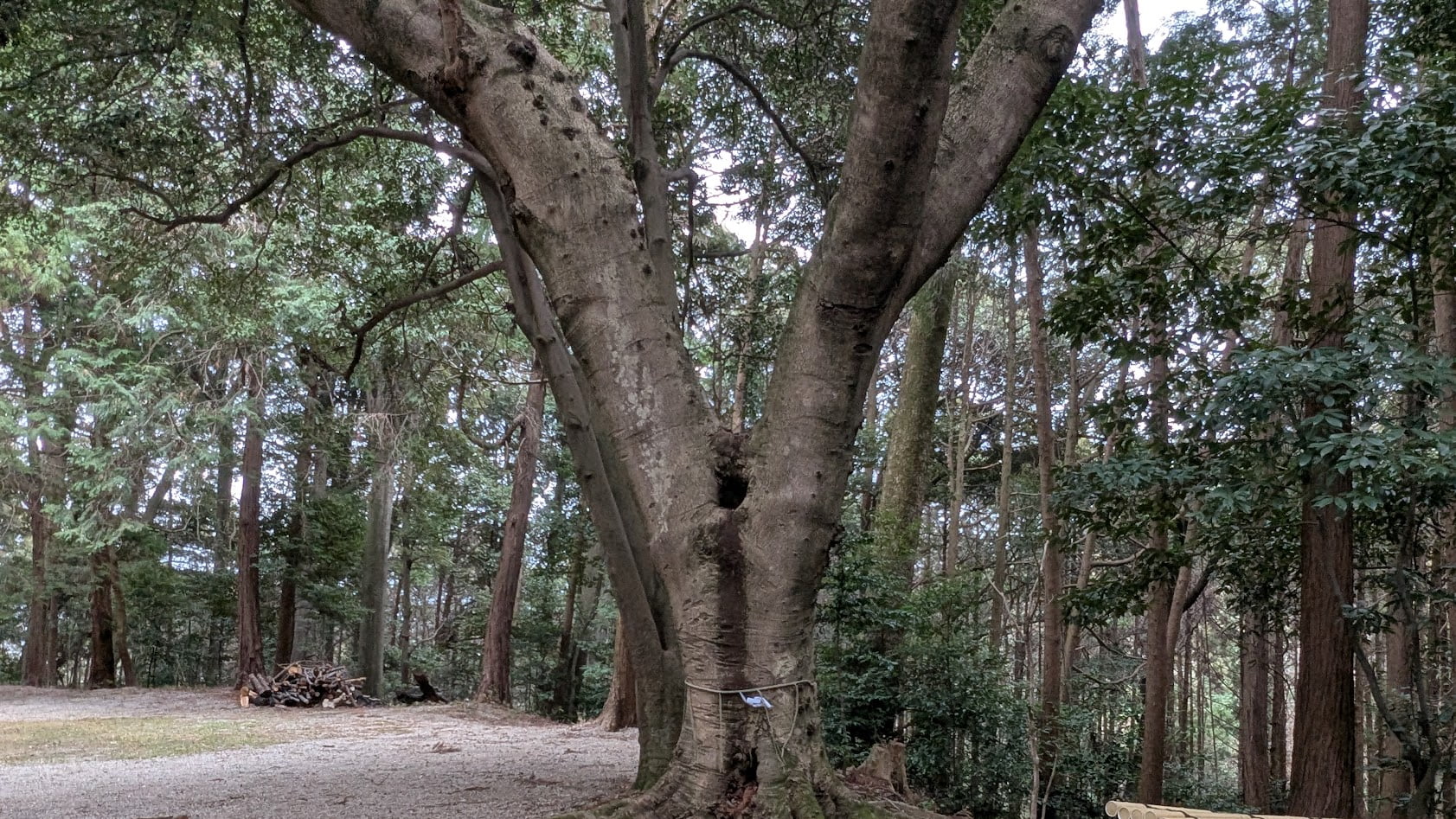 奈良 當麻山口神社の境内に立つ不思議な造形の木。生命力を感じさせる独特な枝振りと、静寂な神域に溶け込む神秘的な姿