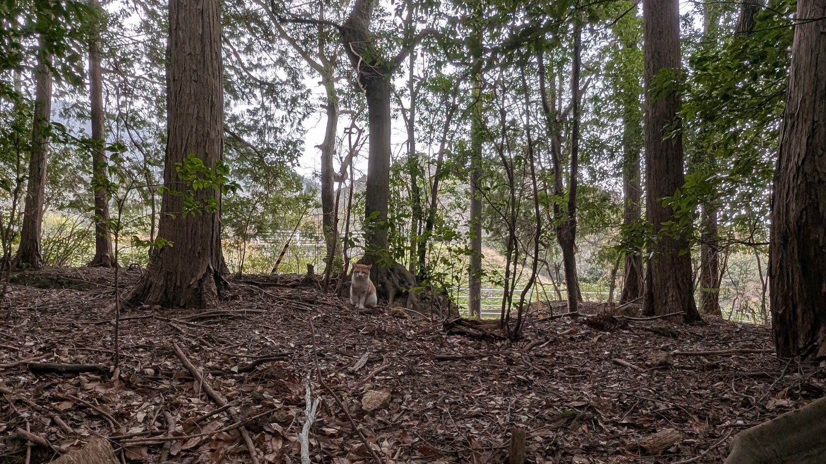 奈良 當麻山口神社の境内でくつろぐ猫。静寂な神域に溶け込む、穏やかで癒やしの光景