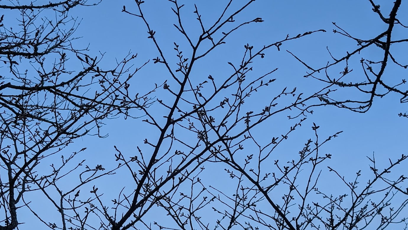 奈良県吉野山の「上千本」エリア。下千本が満開の時期（2026年3月29日撮影）でも、標高の高い上千本ではまだ花が咲いておらず、裸の枝がつぼみを携えて空に向かって広がっている風景。