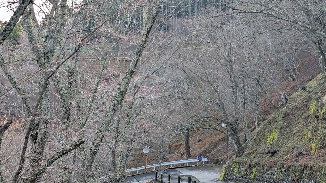 奈良県吉野山の「上千本」エリア。下千本が満開の時期（2026年3月29日撮影）でも、標高の高い上千本ではまだ桜が咲いておらず、つぼみが膨らみ始めた枝が広がる風景。