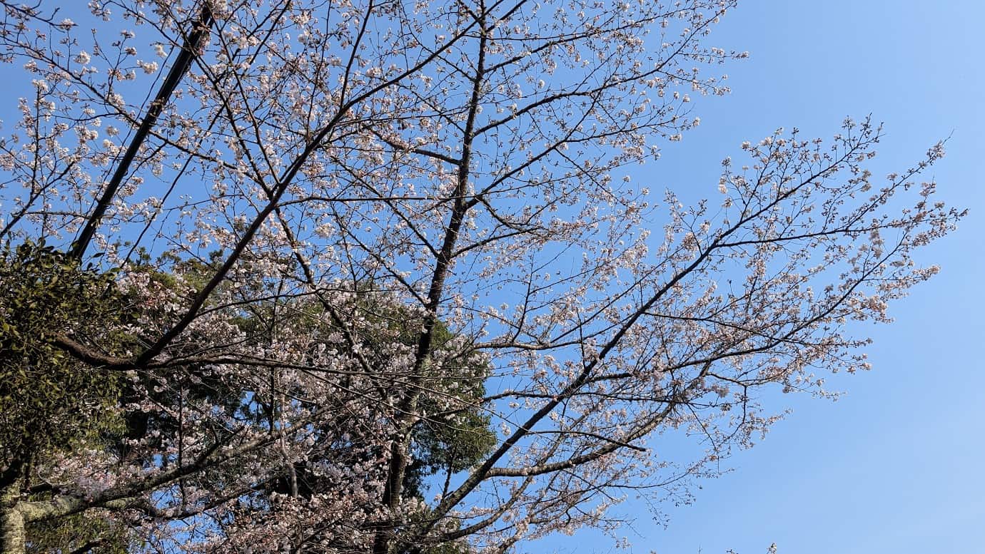 奈良県吉野山の「中千本」エリア。下千本が満開、上千本が開花前の時期（2026年3月29日撮影）でも、その中間に位置する中千本ではまだパラパラとしか花が咲いておらず、つぼみが膨らみ始めた枝が広がる風景。