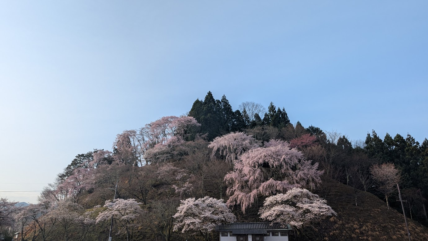 奈良県吉野町の吉野山、下千本駐車場。青空の下で満開を迎えた一面のソメイヨシノ。駐車場内に植えられた無数の桜が淡いピンクの花を咲かせ、春の陽光に照らされている風景。
