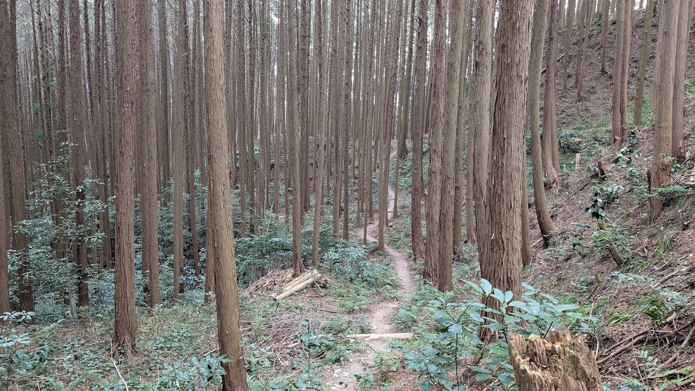 信貴山城跡の深い森の中。高く真っ直ぐに伸びる杉の木々が立ち並び、その間を縫うように細い山道が奥へと続いている。足元にはシダ植物などの緑が自生している。