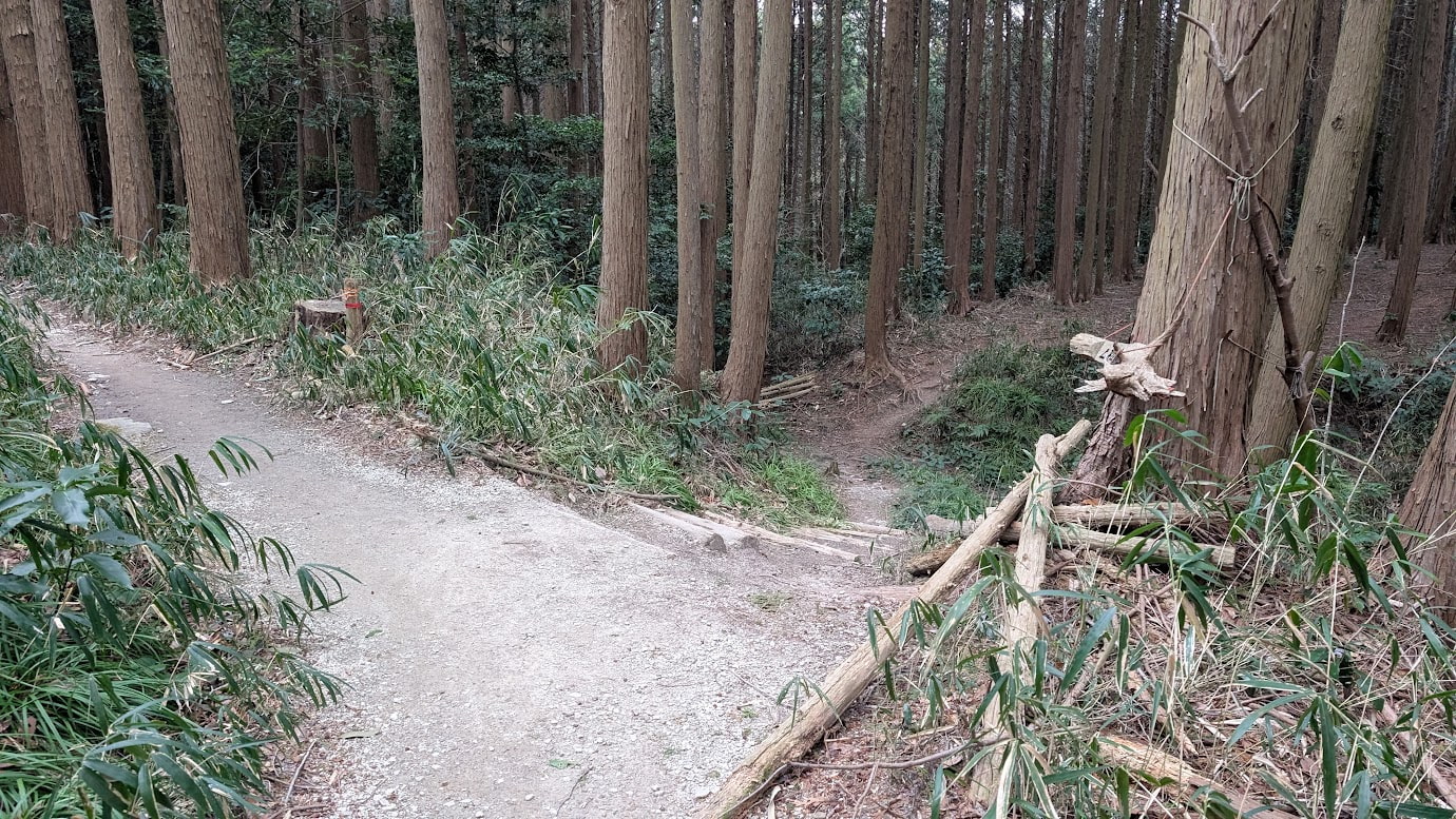 信貴山城跡の森の中。左へ続く緩やかな道と、右へ下る階段状の細い道に分かれている分岐点の光景。周囲は高く伸びる杉の木々に囲まれている。