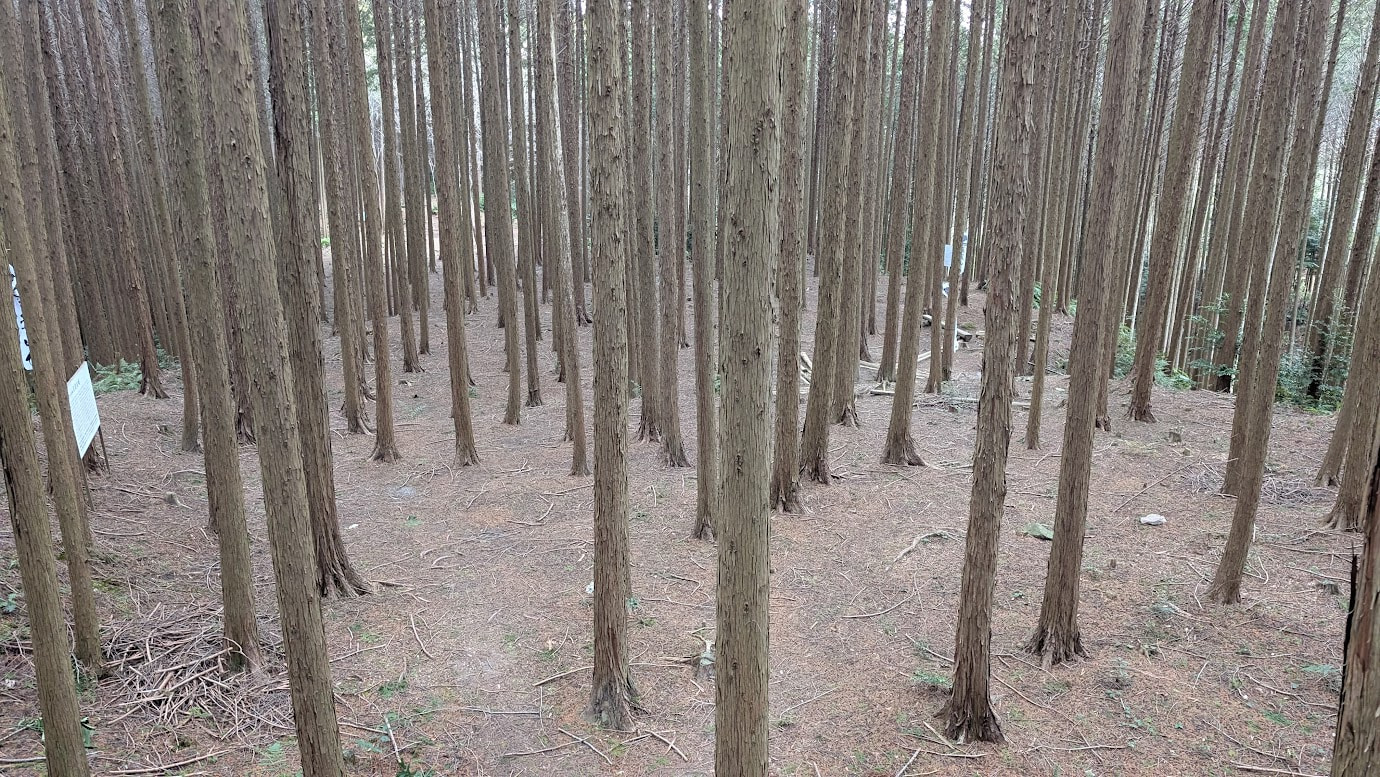 信貴山城址の深い杉林の中に広がる松永屋敷跡の全景。前方には森が広がり、遠くの山並みがかすかに見える。