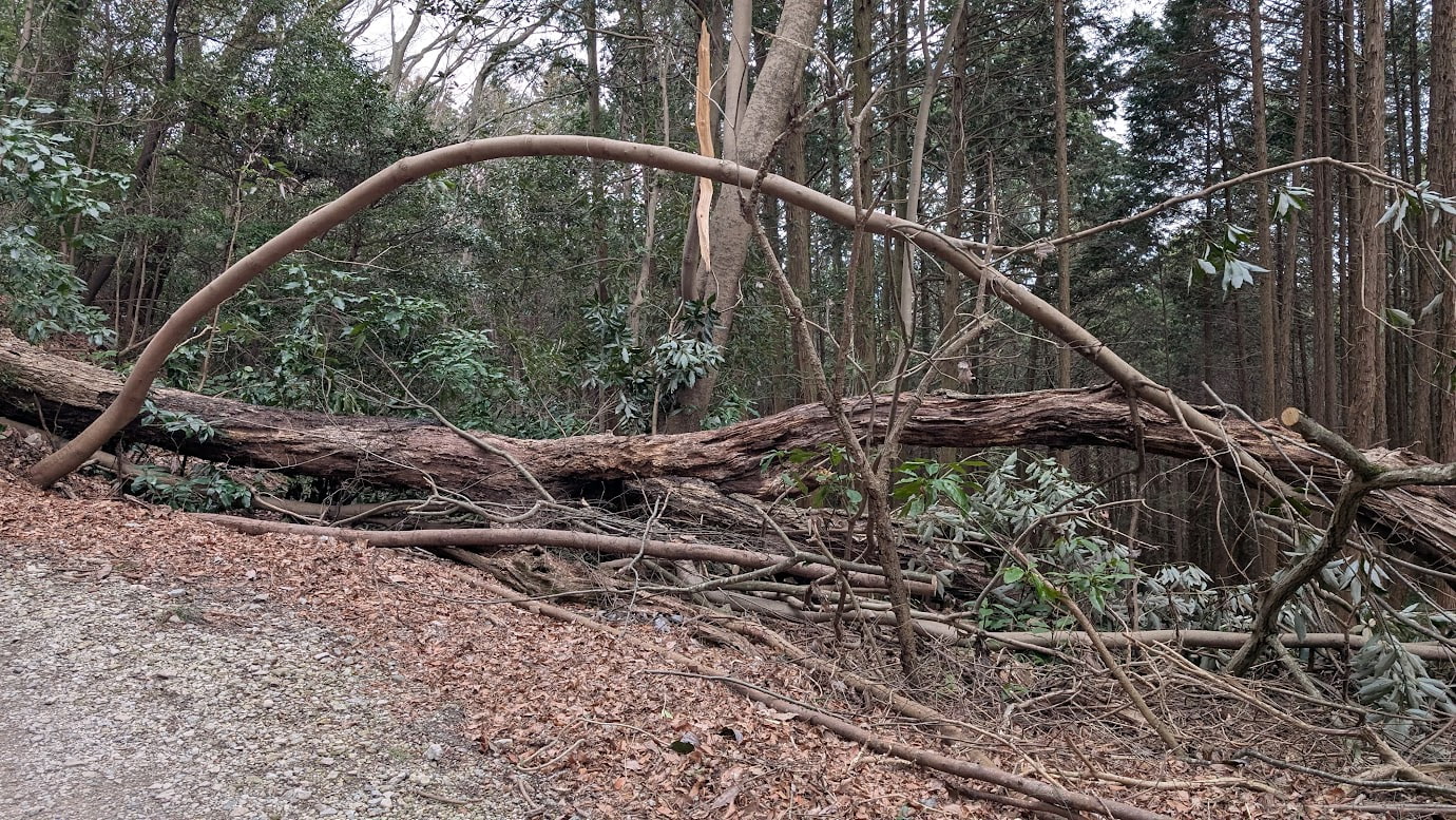 信貴山城址・松永屋敷跡へと続く舗装路。巨大な木が倒れ、道の上をまたぐようにして天然のアーチを作っている。周囲は深い杉林と雑木林に囲まれている。