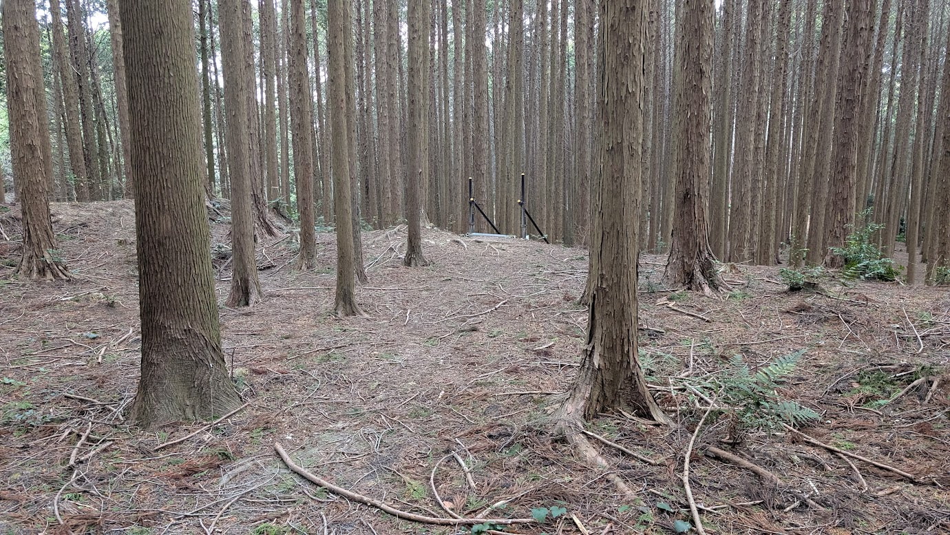 信貴山城跡の深い杉林の中。地面には枯れ枝や葉が積もり、高く伸びる木々の間に、黒い二本の支柱のような人工物が設置されている。周囲には人の気配がなく、ひっそりとしている。