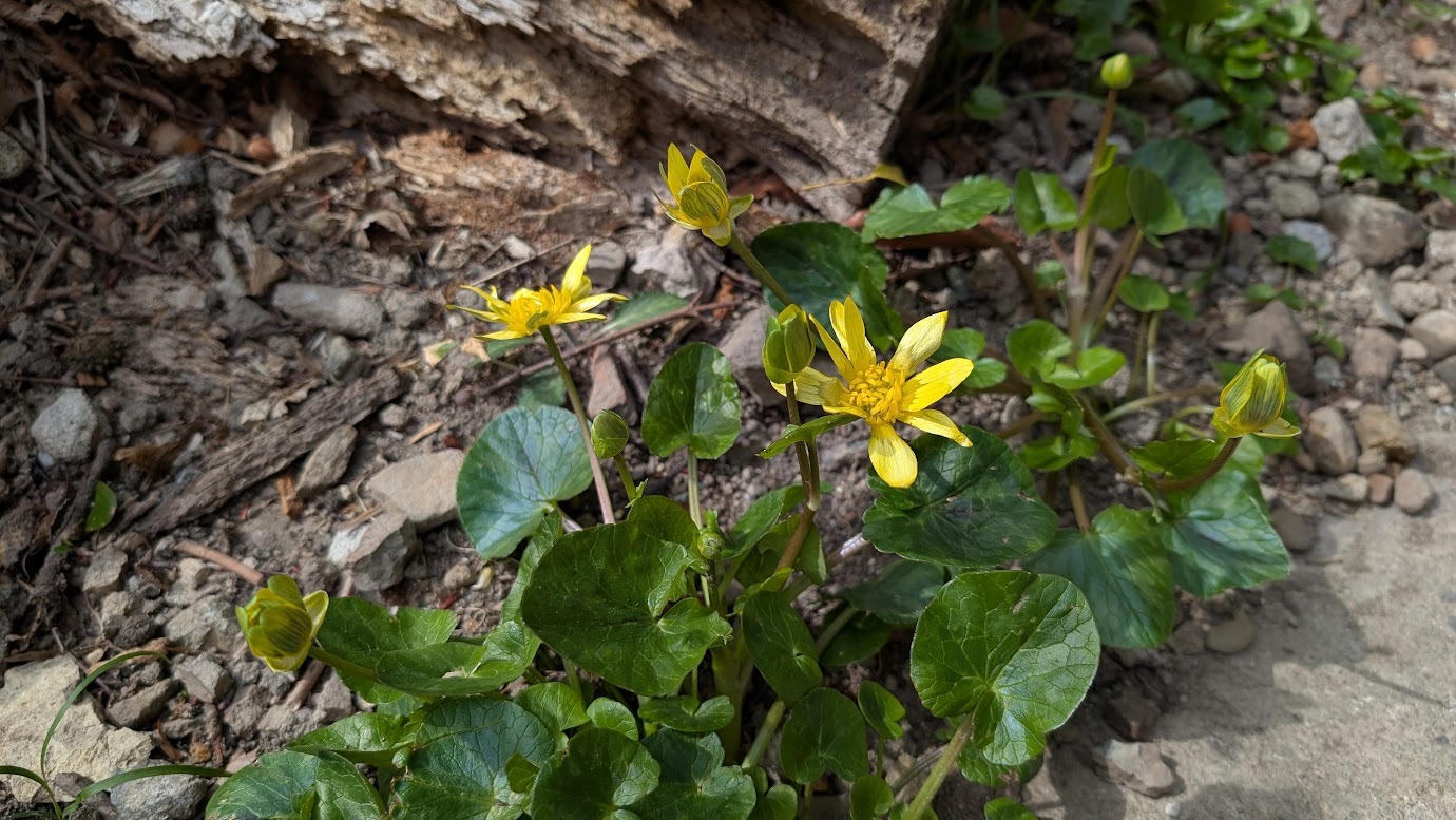 信貴山・空鉢護法堂への山道の脇に群生するヒメリュウキンカ。光沢のある鮮やかな黄色の花が、緑の葉の間からいくつも顔を出している全体画像。