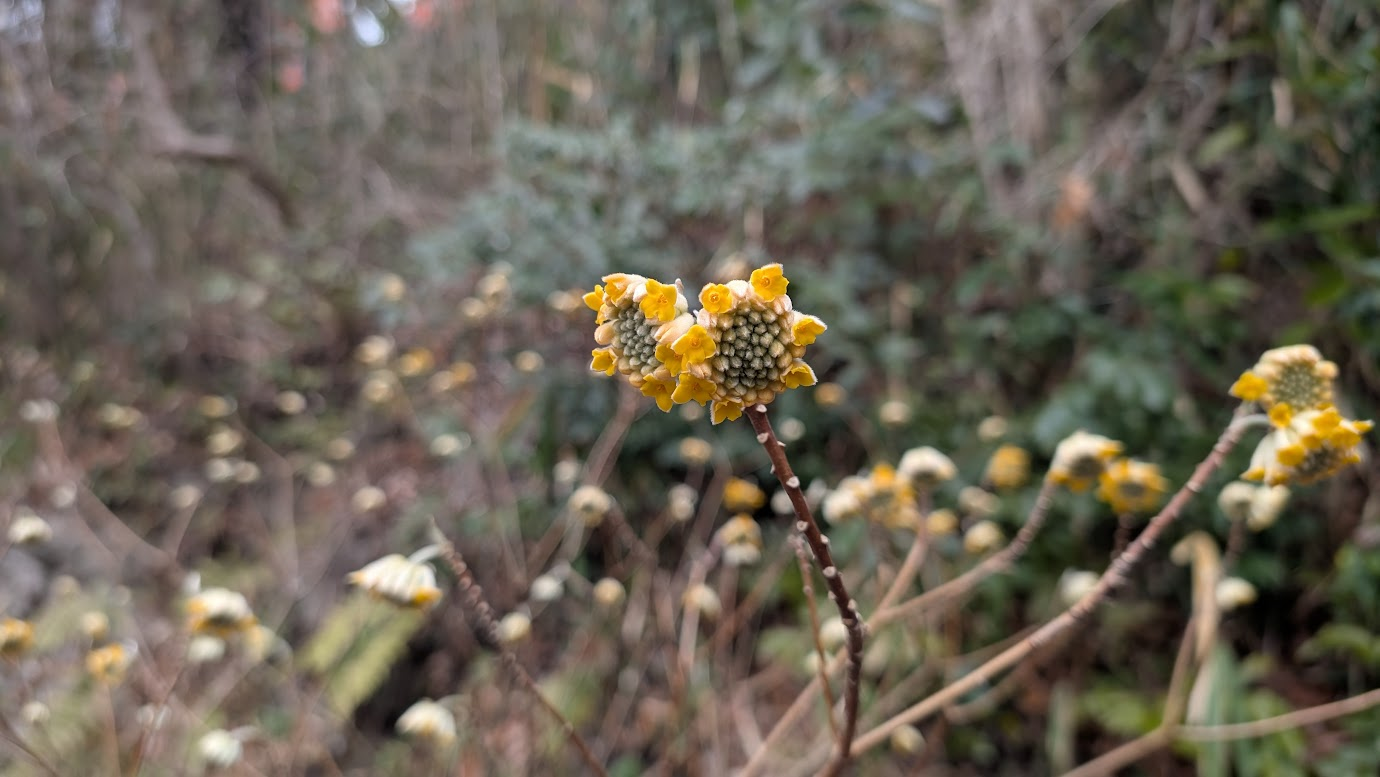 信貴山・空鉢護法堂への山道に咲くミツマタの花。三つに分かれた枝の先に、小さな黄色い花が集まった球状の花が下向きに咲いているアップ写真。