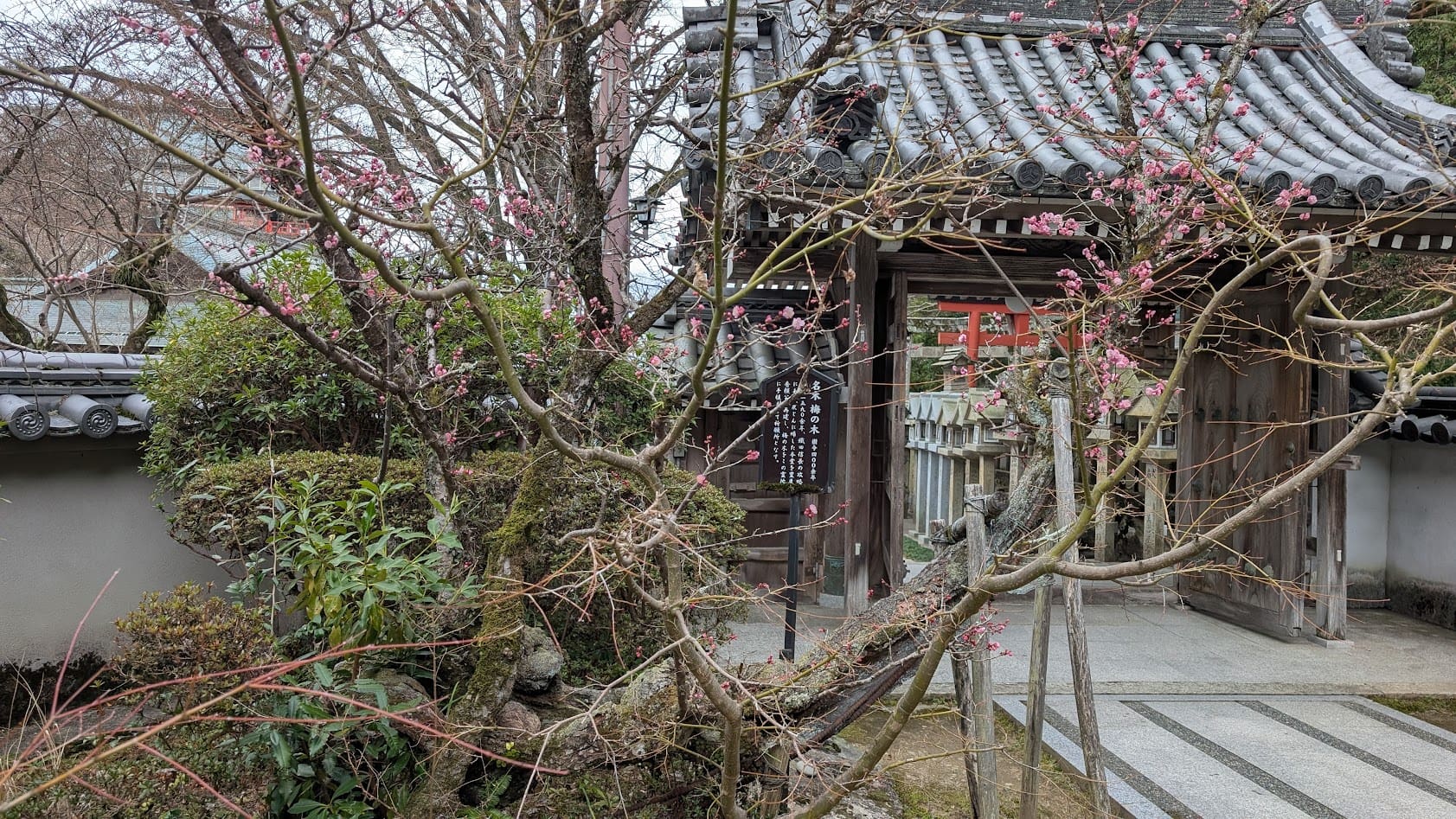 信貴山朝護孫子寺・本坊の庭にある樹齢約400年の梅の古木。力強くねじれた幹と、歴史を感じさせる枝ぶりが特徴。背景には本坊の落ち着いた建築が見える。
