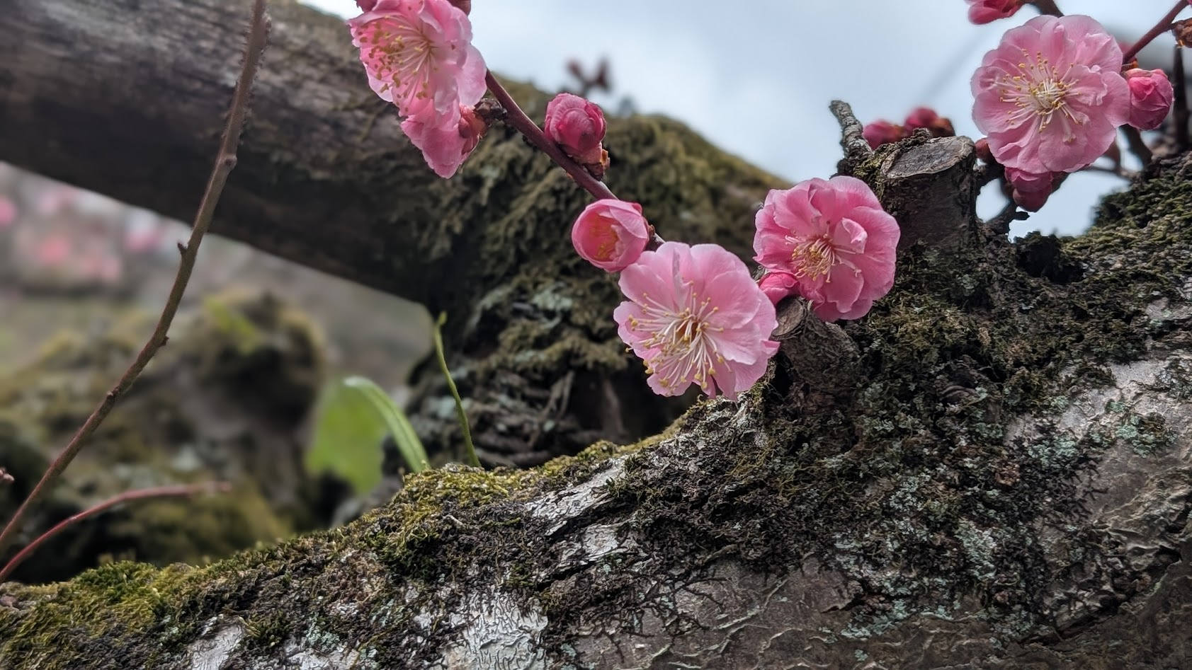 信貴山朝護孫子寺・本坊にある樹齢約400年の梅の木。淡いピンク色の花びらが幾重にも重なり、中心には黄色いしべが美しく、背景は柔らかくぼけている。