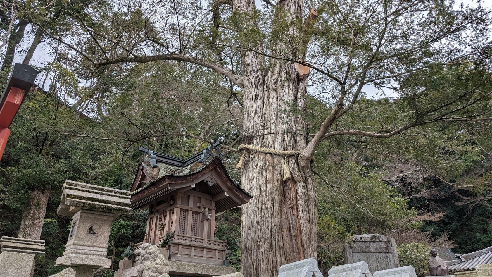 信貴山朝護孫子寺・かやの木稲荷大明神の御神木。空高く枝を広げる巨木(カヤの木)の全景と、その根元に寄り添うように建つ社殿。