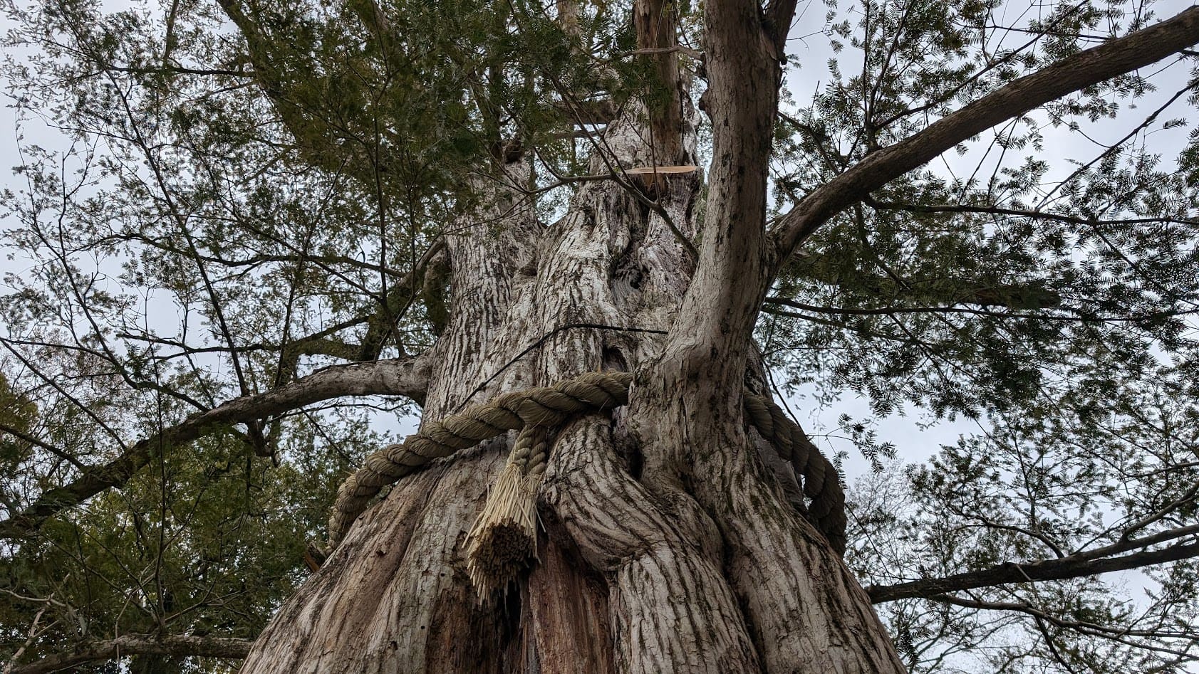 信貴山朝護孫子寺・かやの木稲荷大明神の御神木を真下から見上げた構図。うねるような巨木の幹と、空を覆うほどに広がる枝葉のパノラマ。