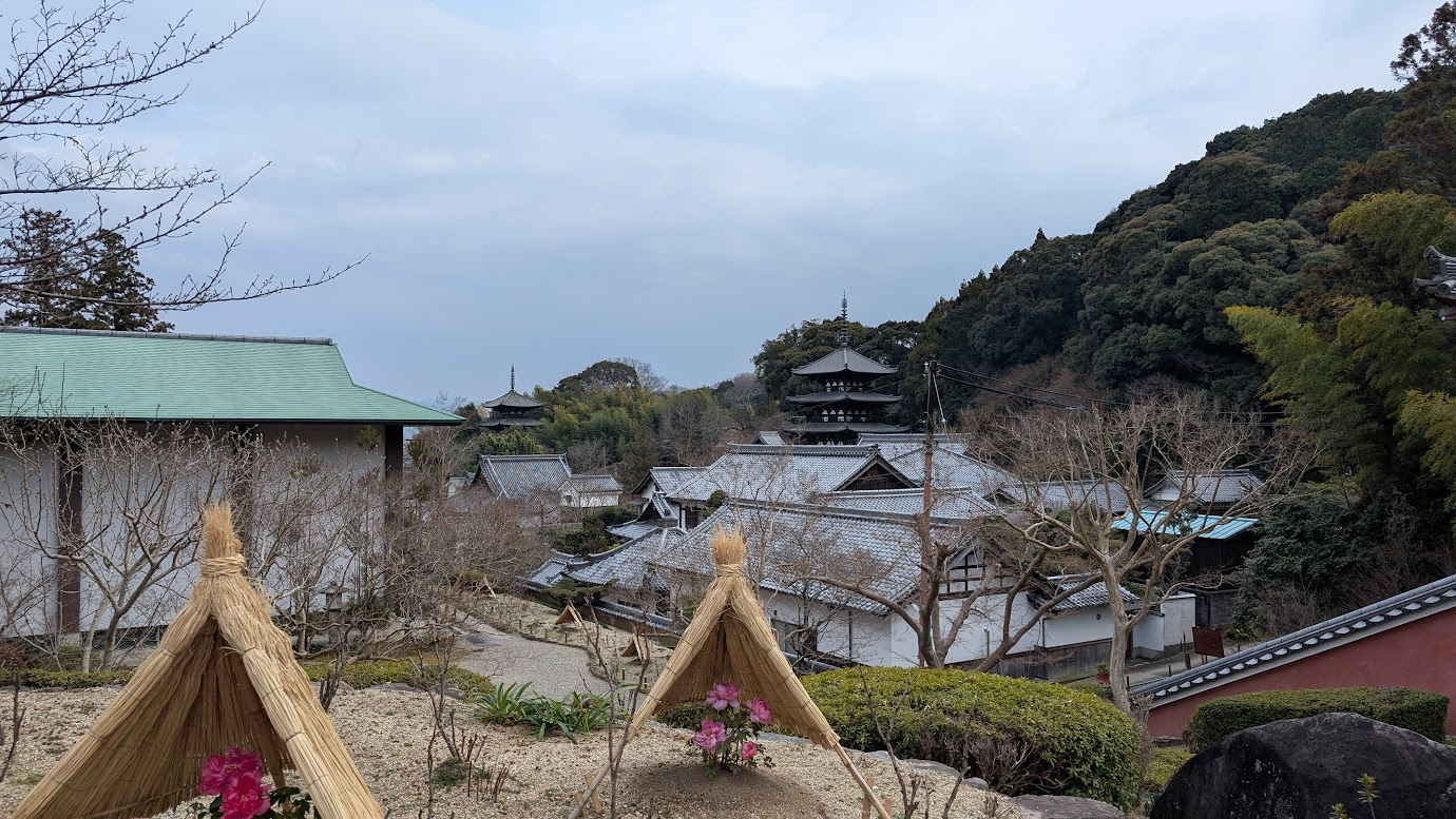 国宝の東西三重塔を背景に、藁囲い(わらがこい)の中で凛と咲く冬牡丹