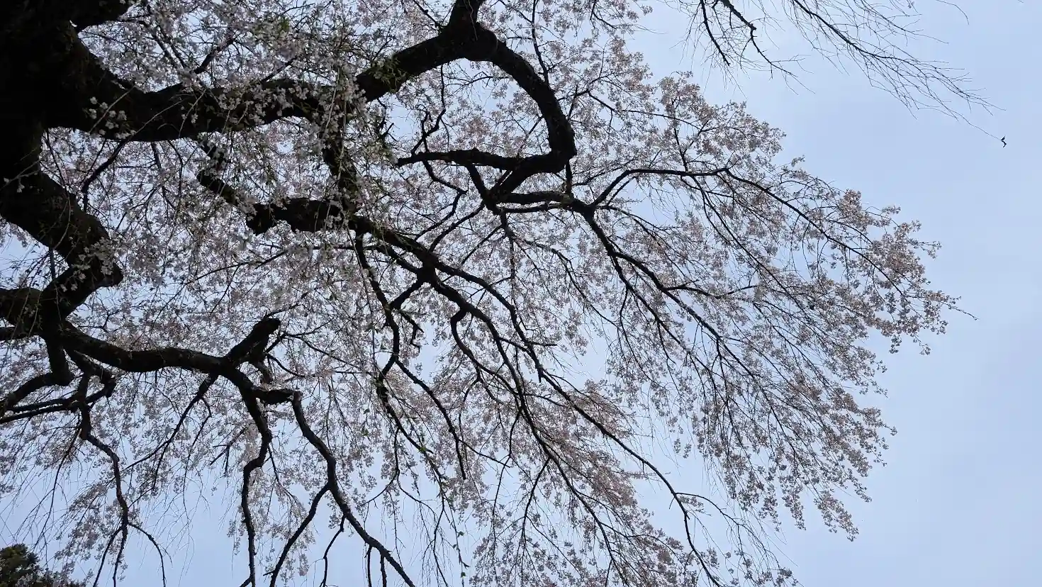 瀧蔵神社の「権現桜」の真下に入り込み、頭上を見上げた写真。幾重にも重なる黒い枝と満開の薄紅色の花びらの隙間から、春の陽光が美しく差し込んでいる幻想的な風景。