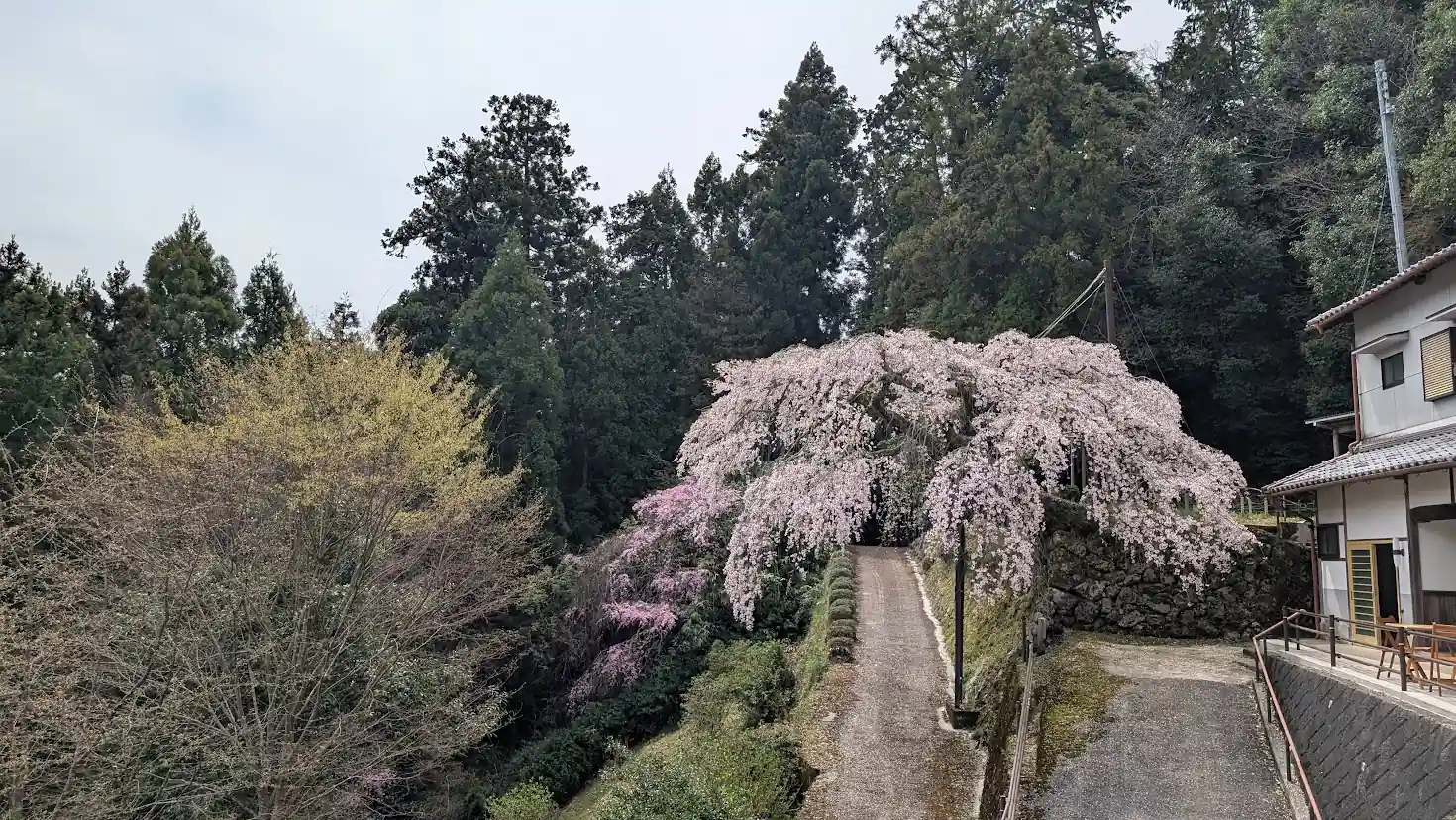 瀧蔵神社の境内へと続く舗装された小道と、その頭上を覆い尽くすように咲く巨大な権現桜（しだれ桜）。奥には濃いピンク色の別のしだれ桜が重なるように咲いており、右側には社務所らしき建物が見える風景。